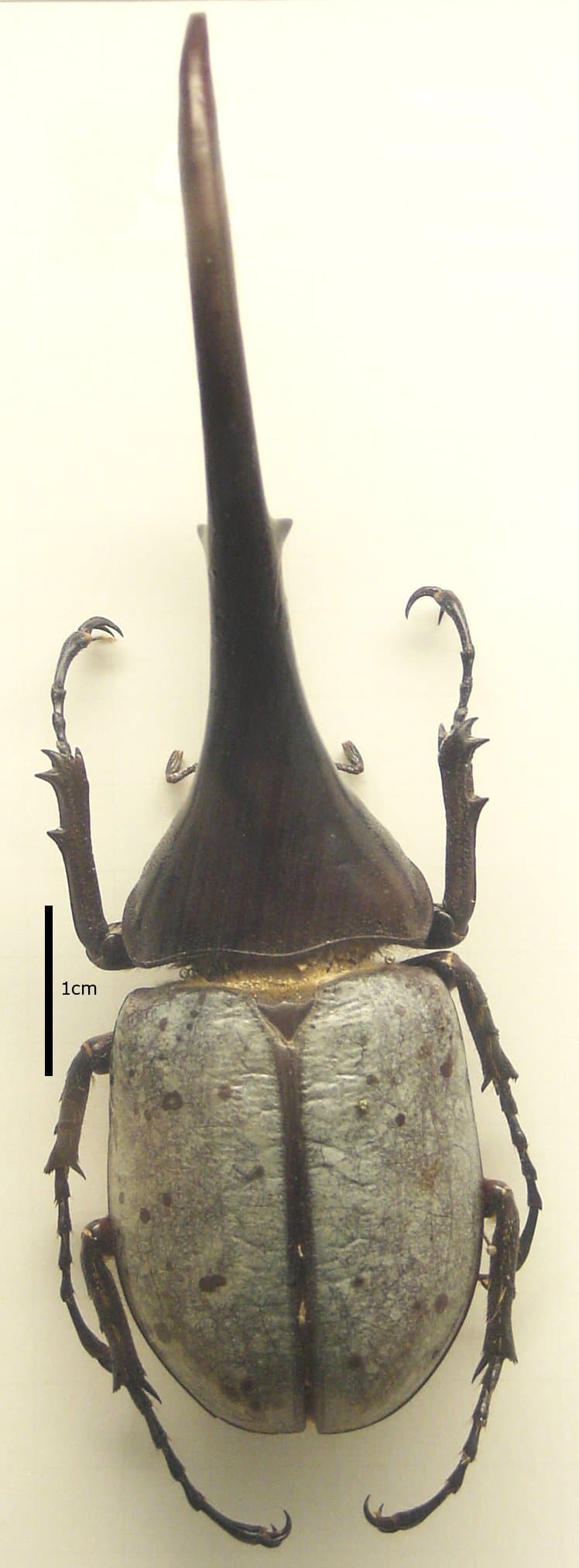 Rhinoceros Beetle