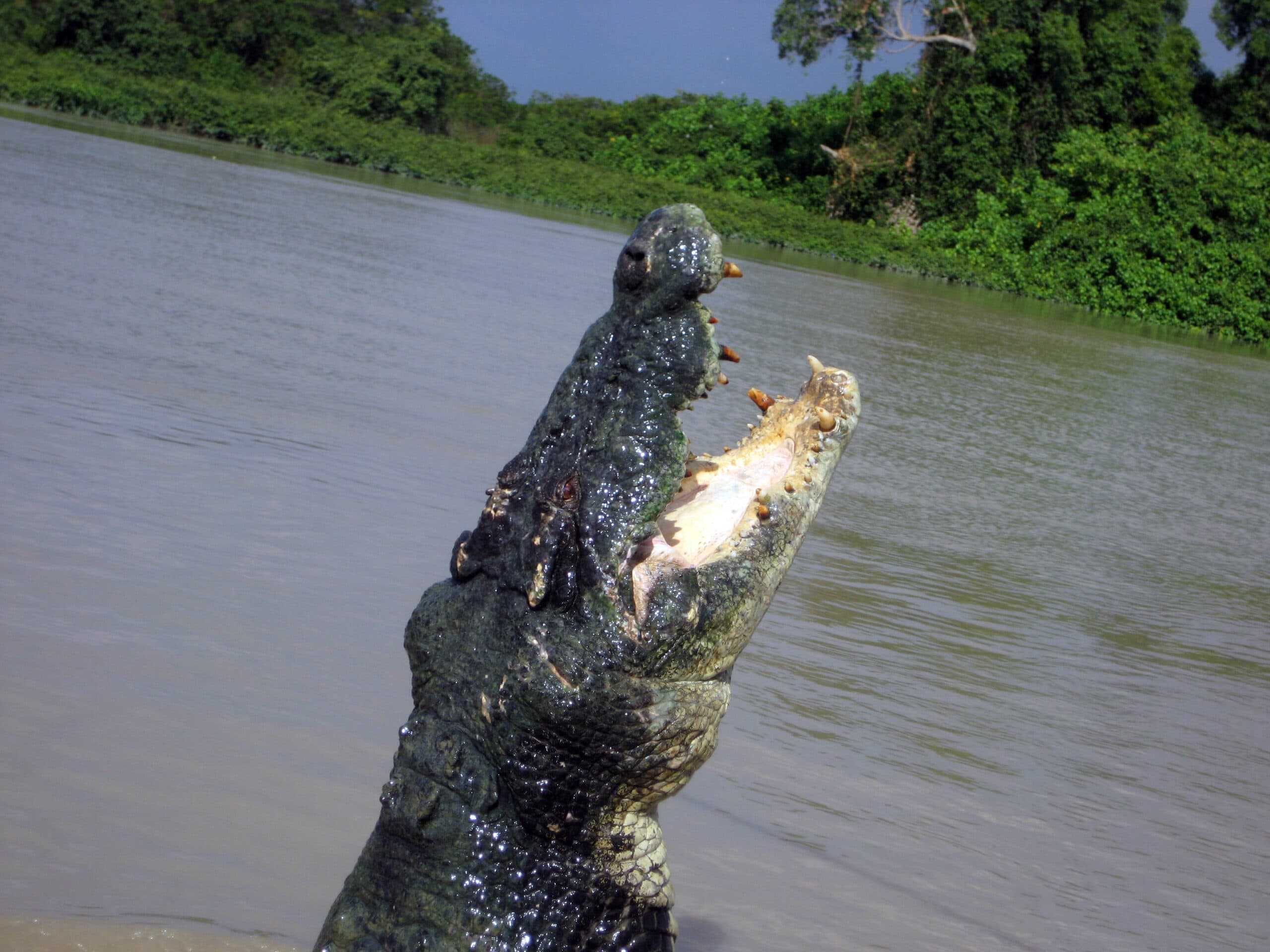 Saltwater Crocodile