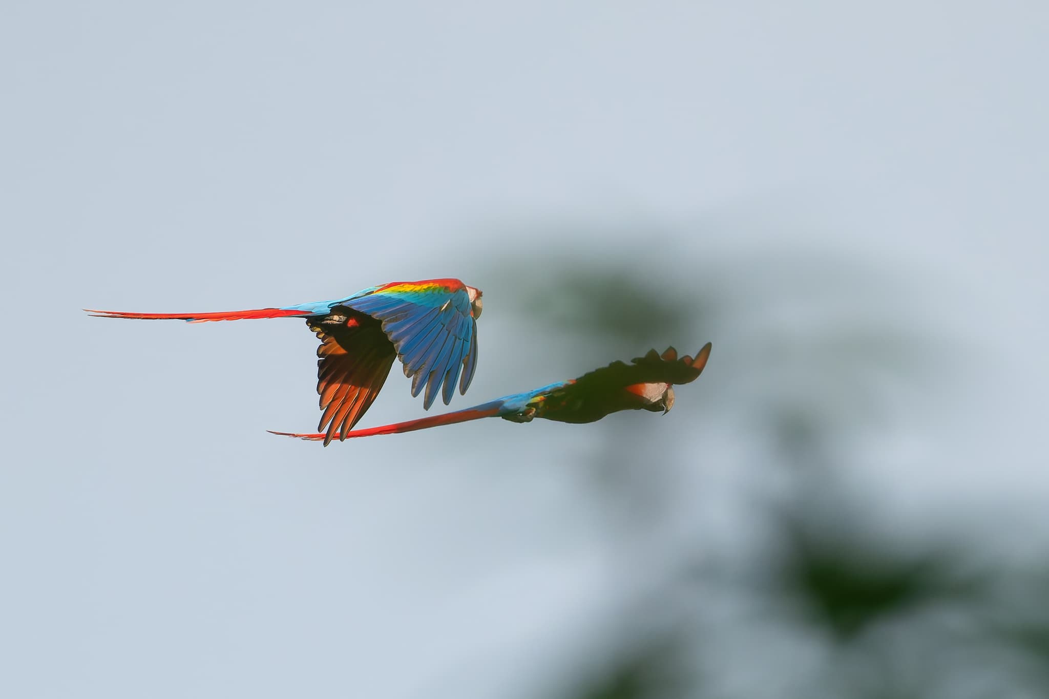 Scarlet Macaw