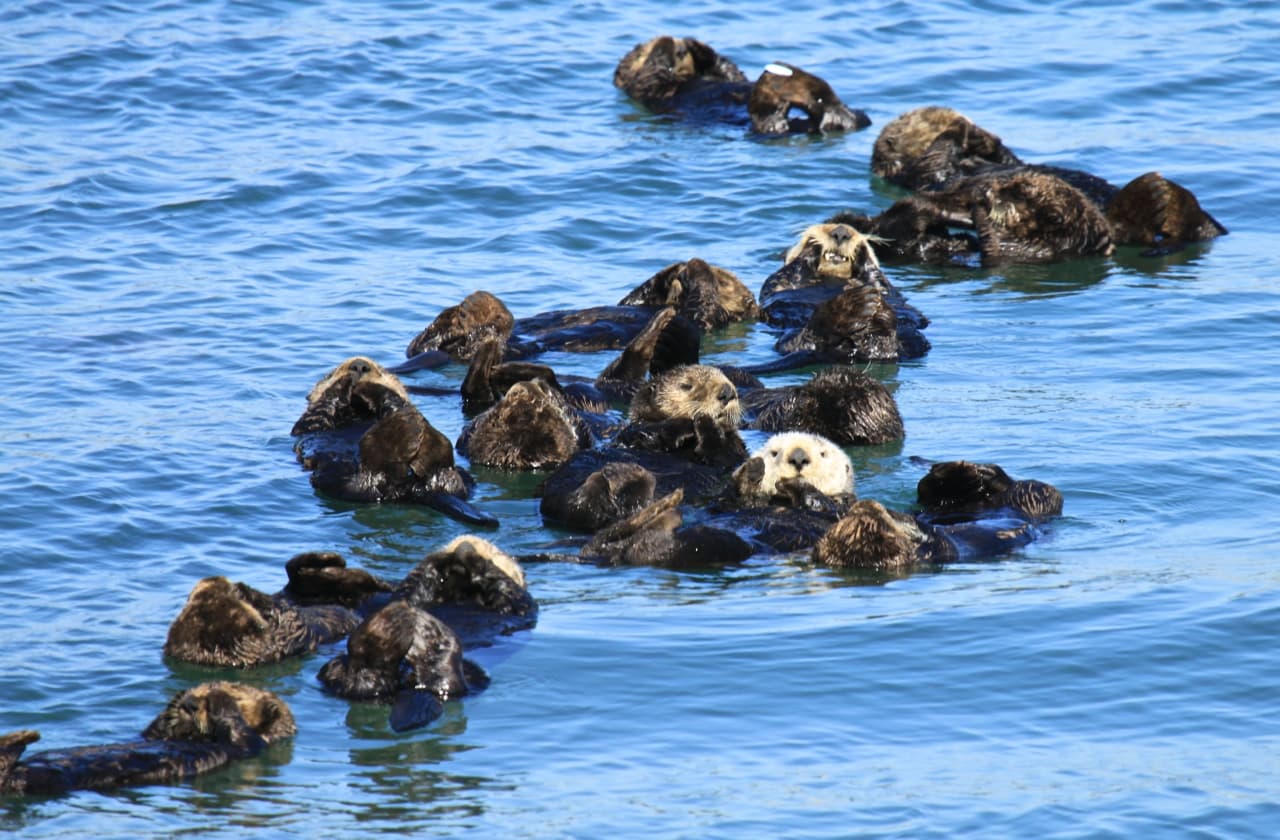 Sea Otter
