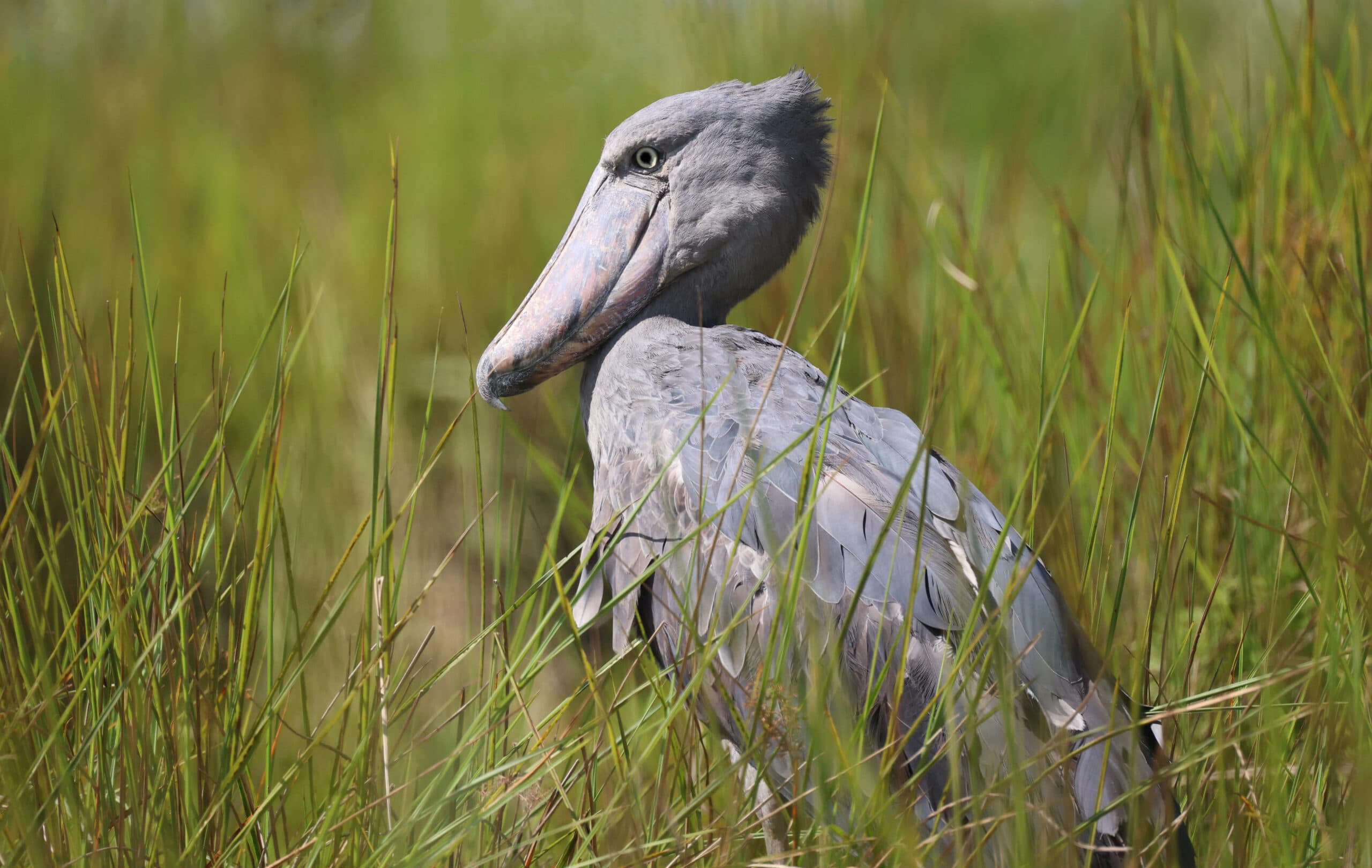Shoebill