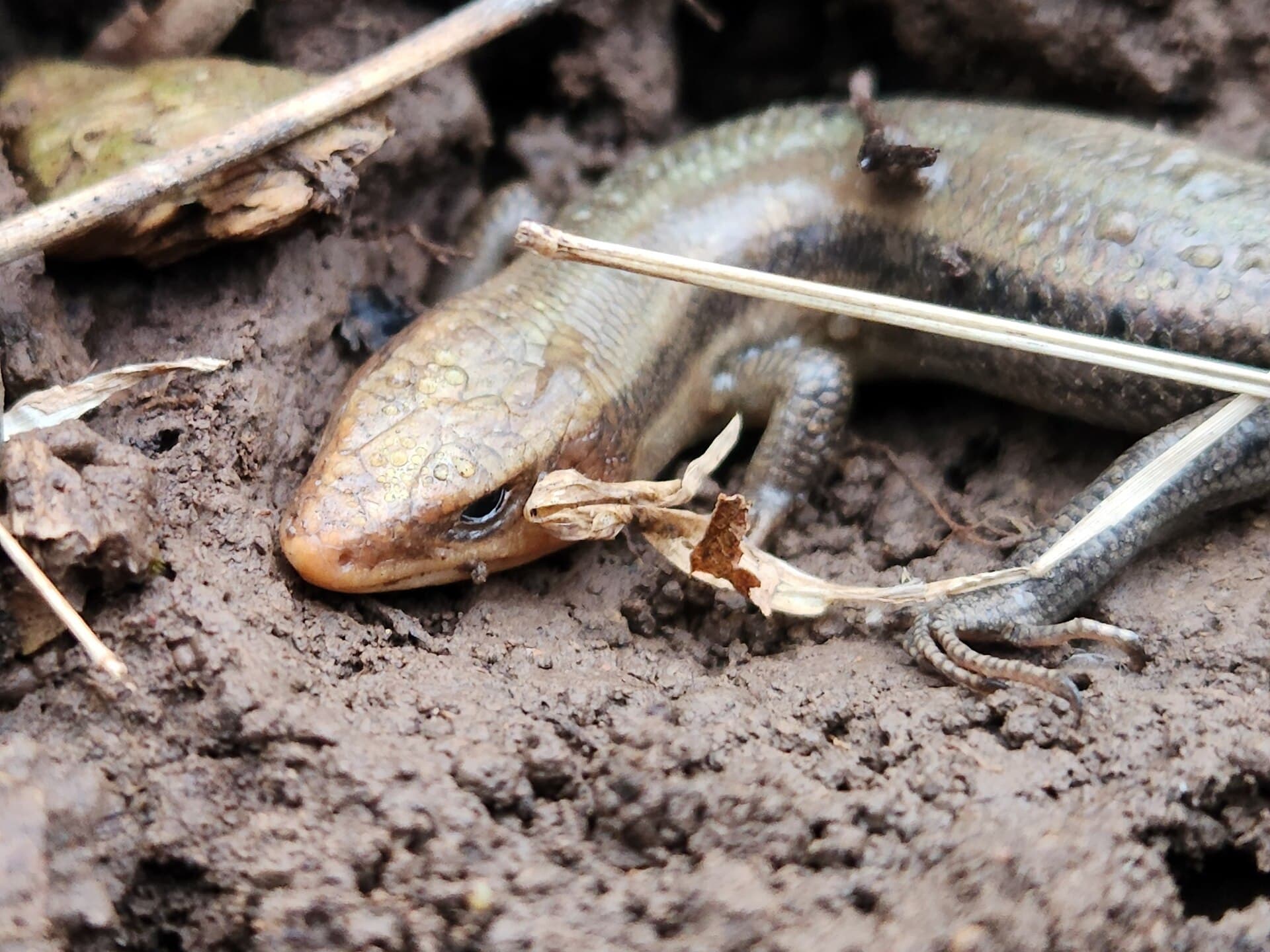 Skink