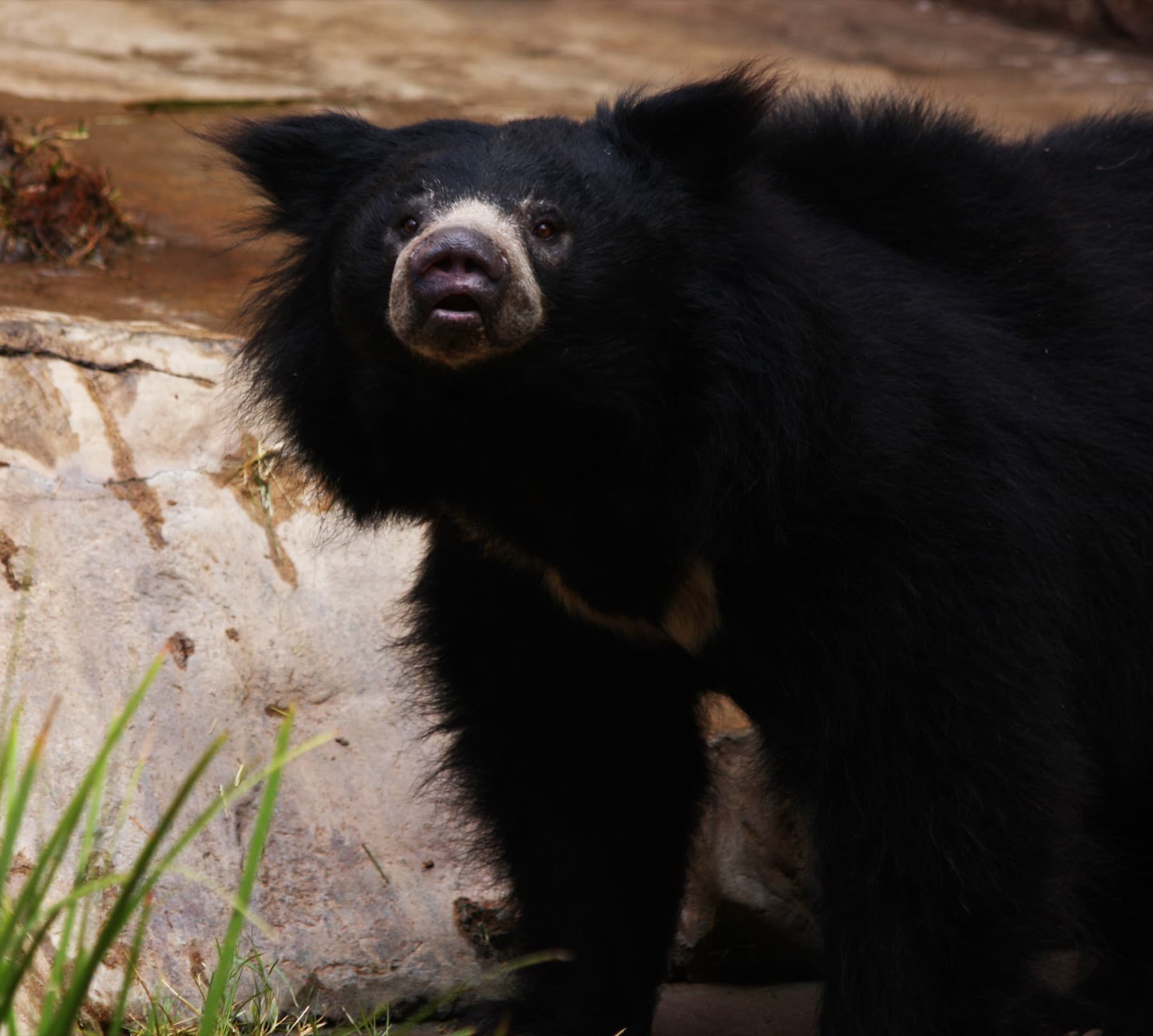 Sloth Bear
