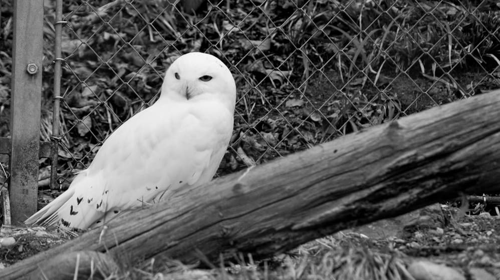 Snowy Owl