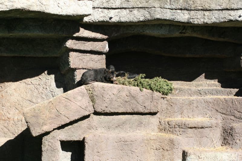 Spectacled Bear