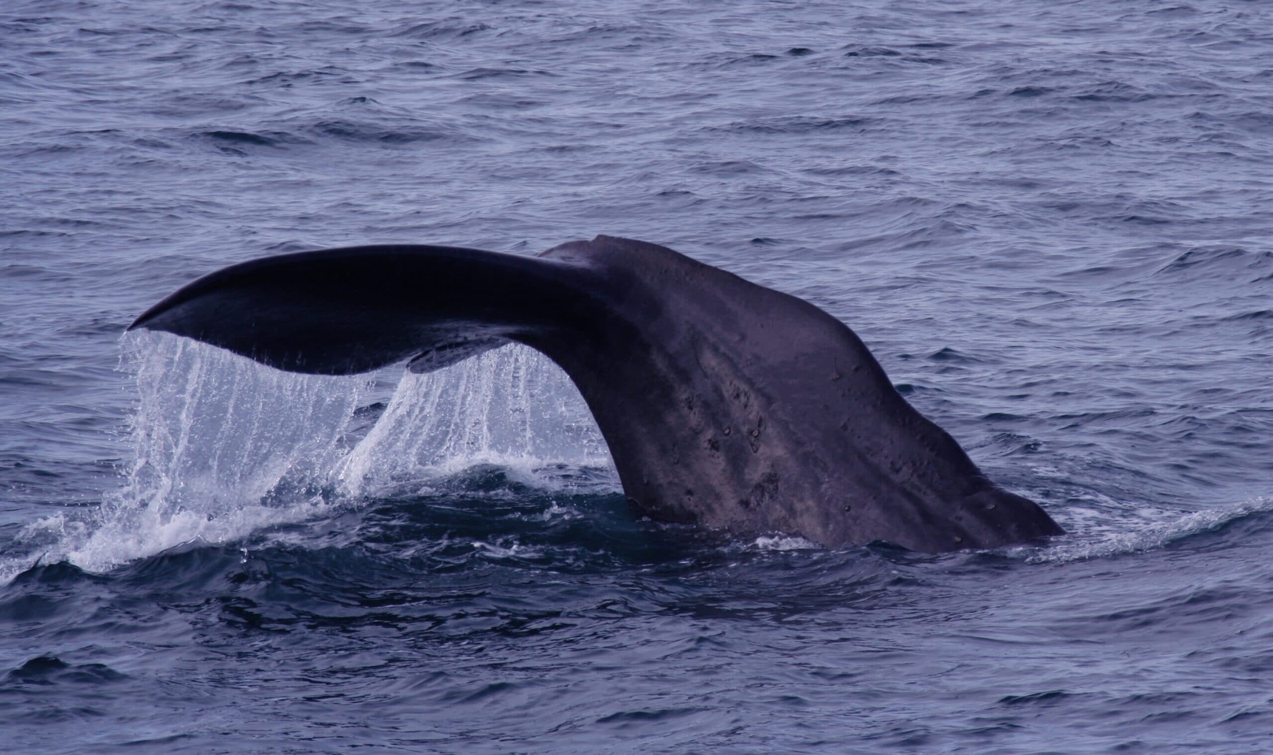 Sperm Whale