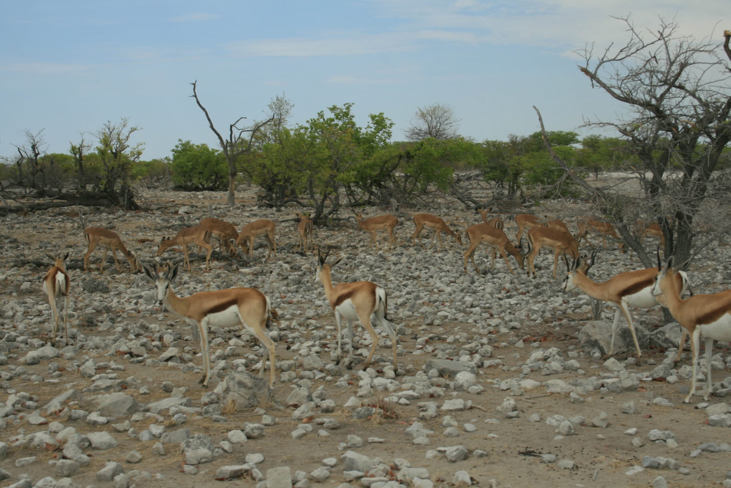 Springbok