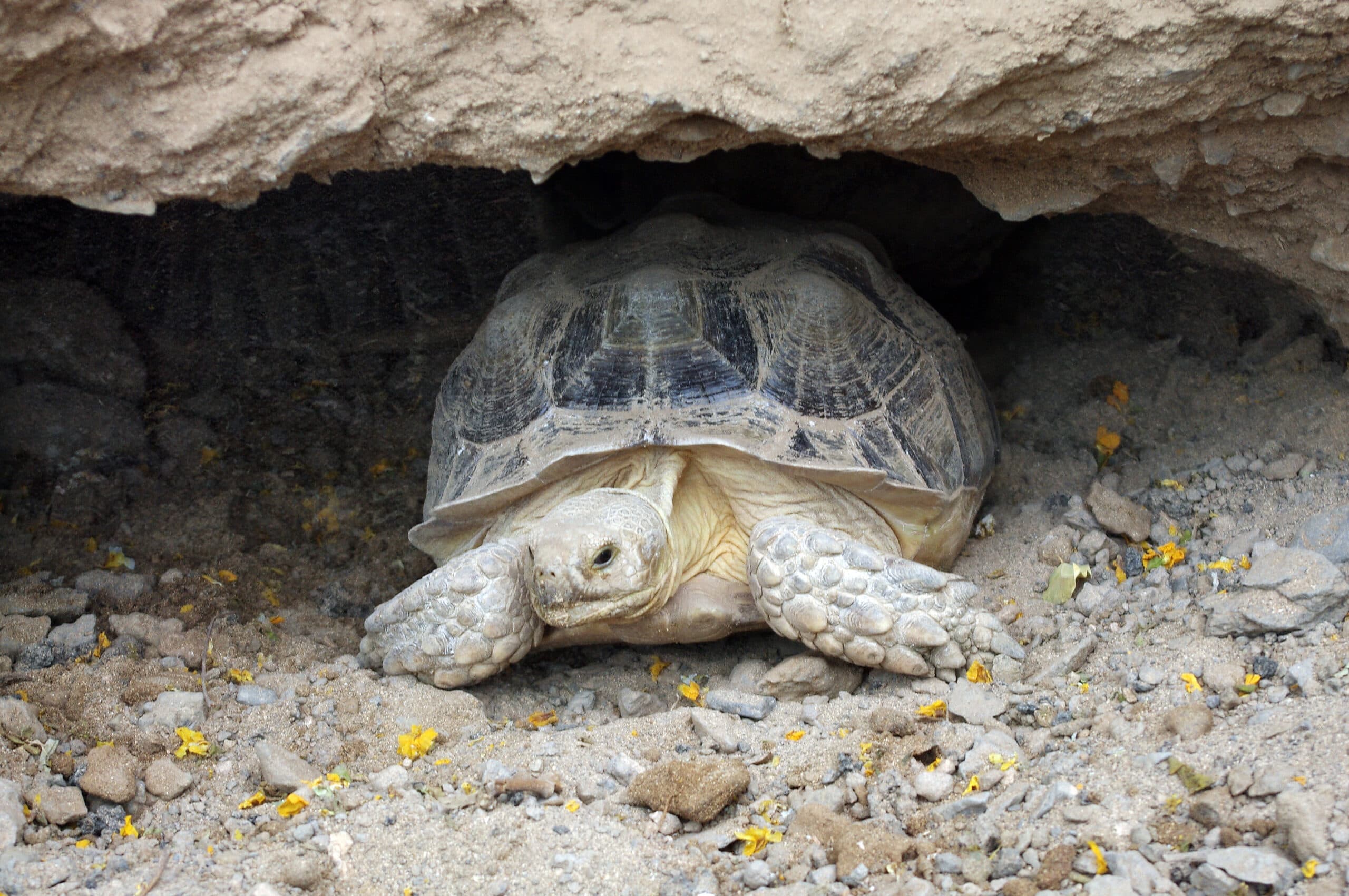 Sulcata Tortoise