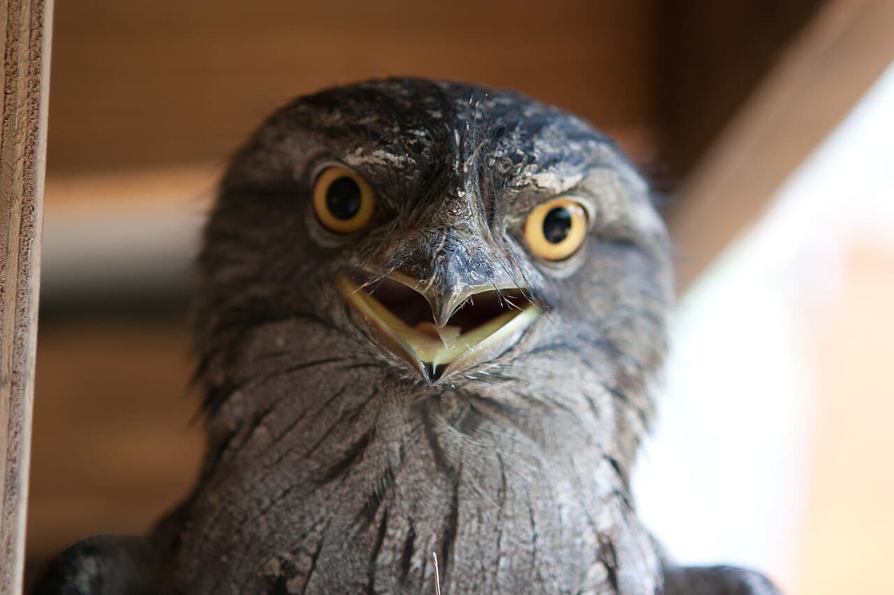 Tawny Frogmouth
