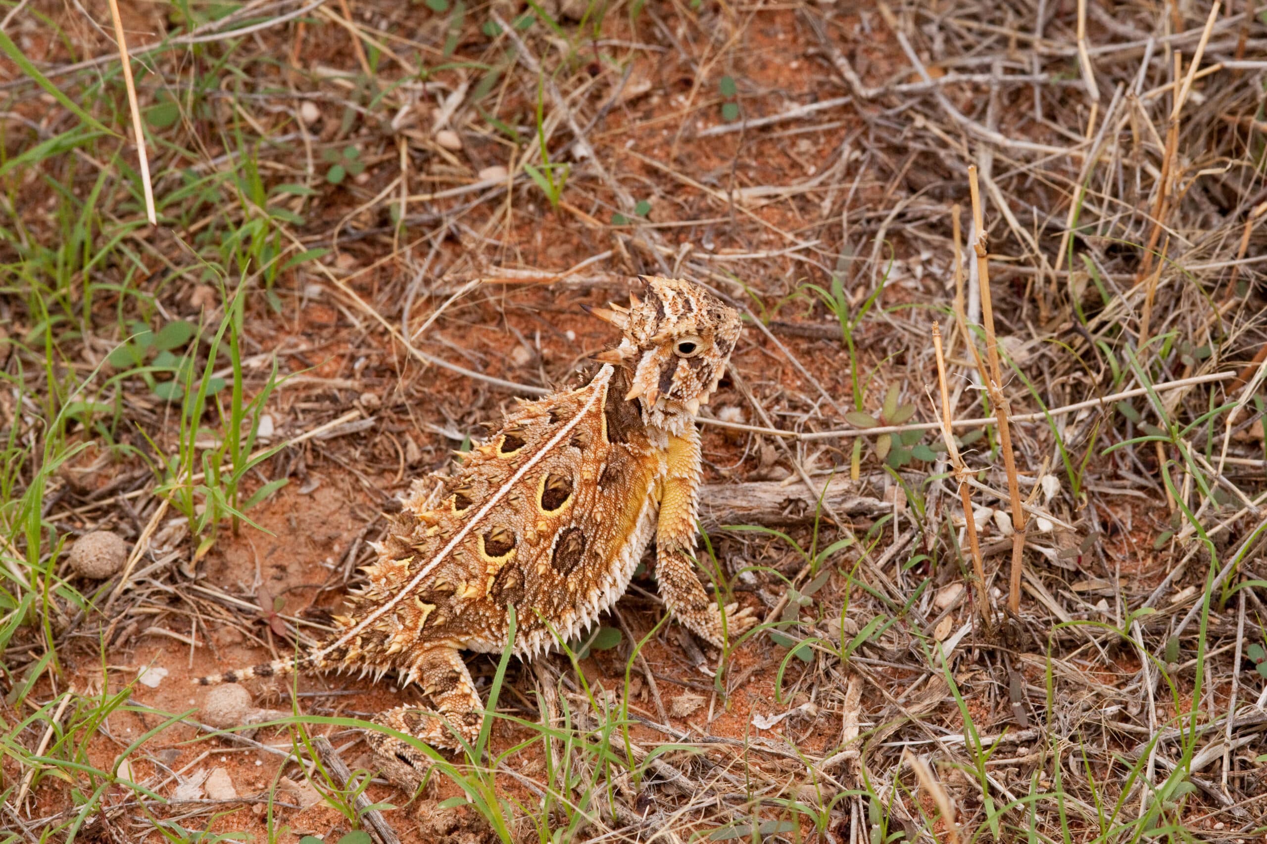 Texas Horned Lizard