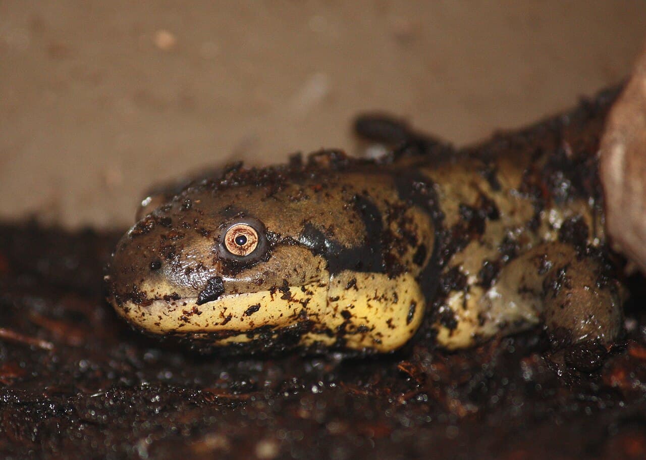 Tiger Salamander