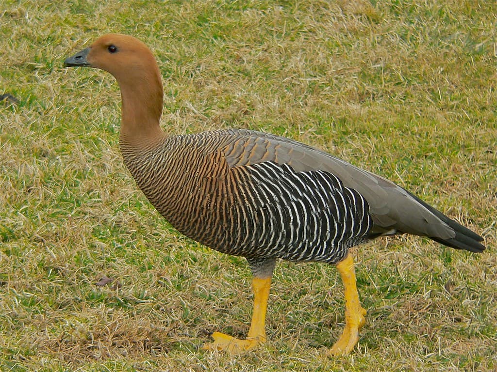 Upland Goose