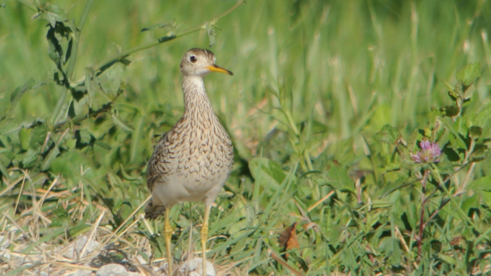 Upland Sandpiper