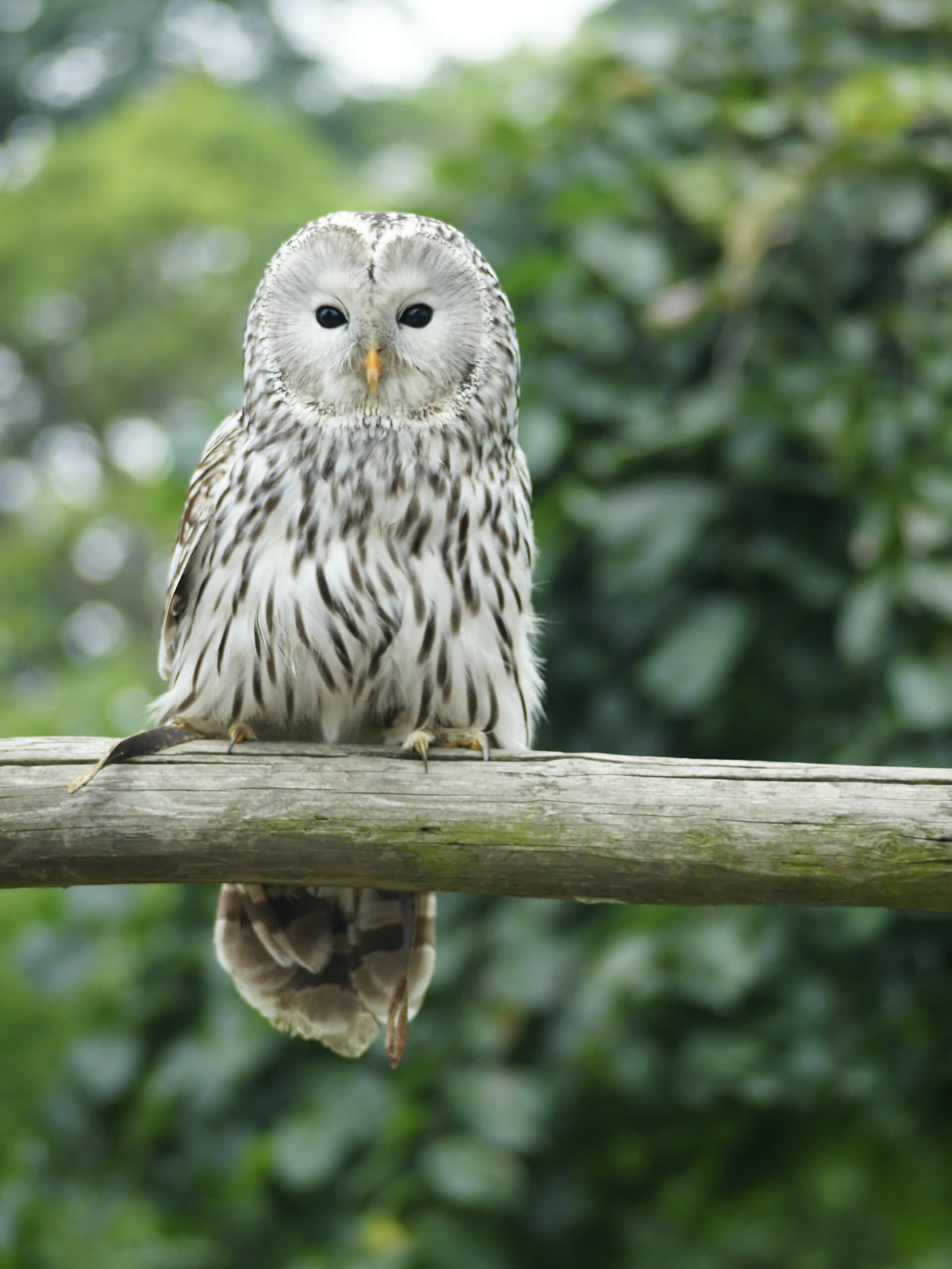 Ural Owl