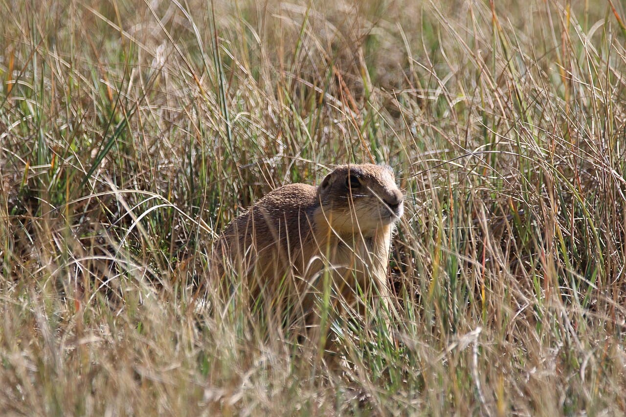 Utah Prairie Dog
