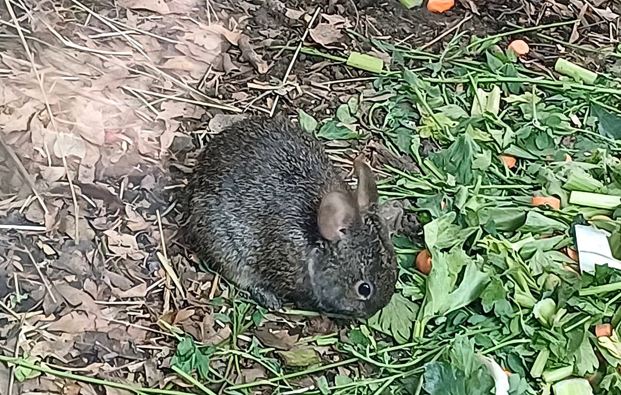 Volcano Rabbit