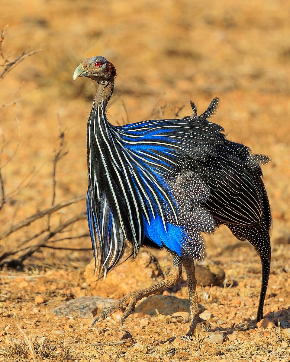 Vulturine Guineafowl
