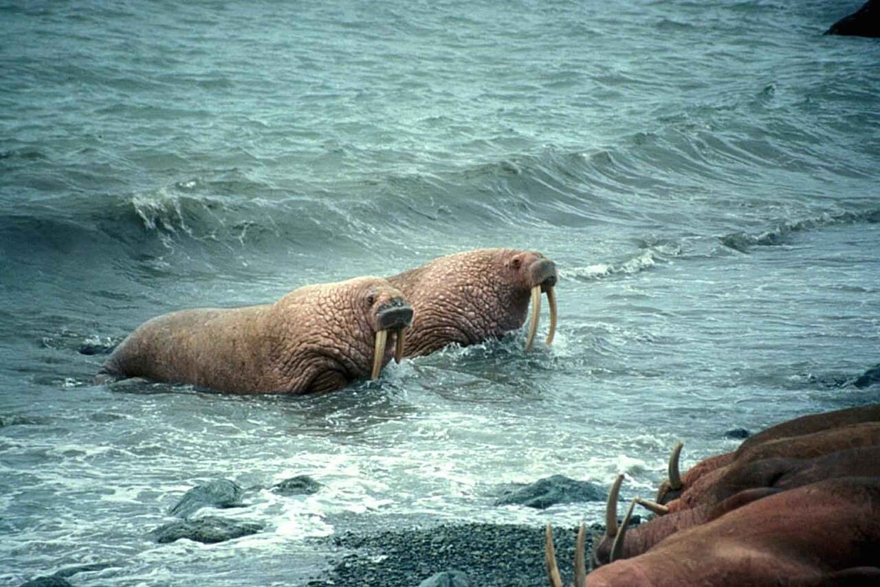 Walrus