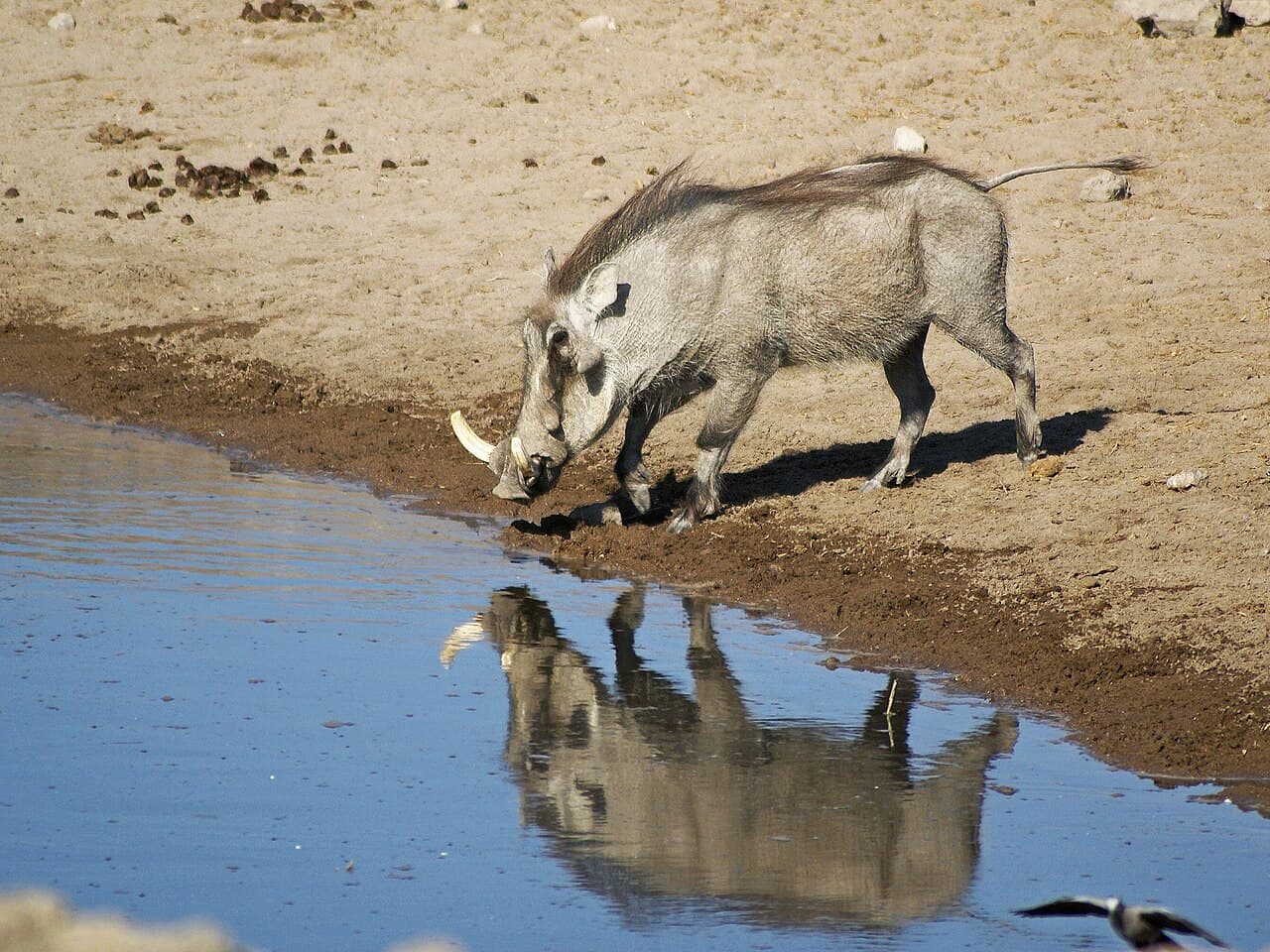 Warthog
