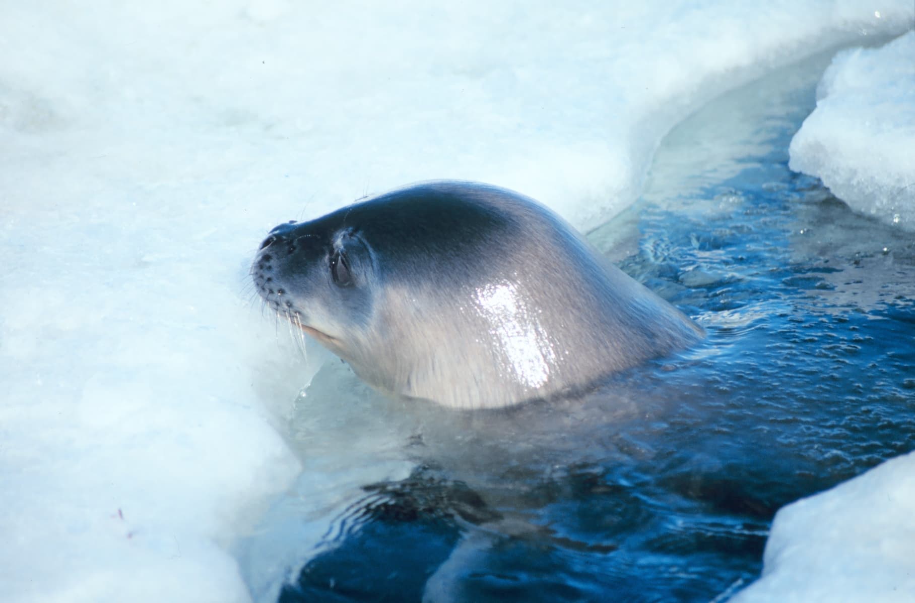 Weddell Seal