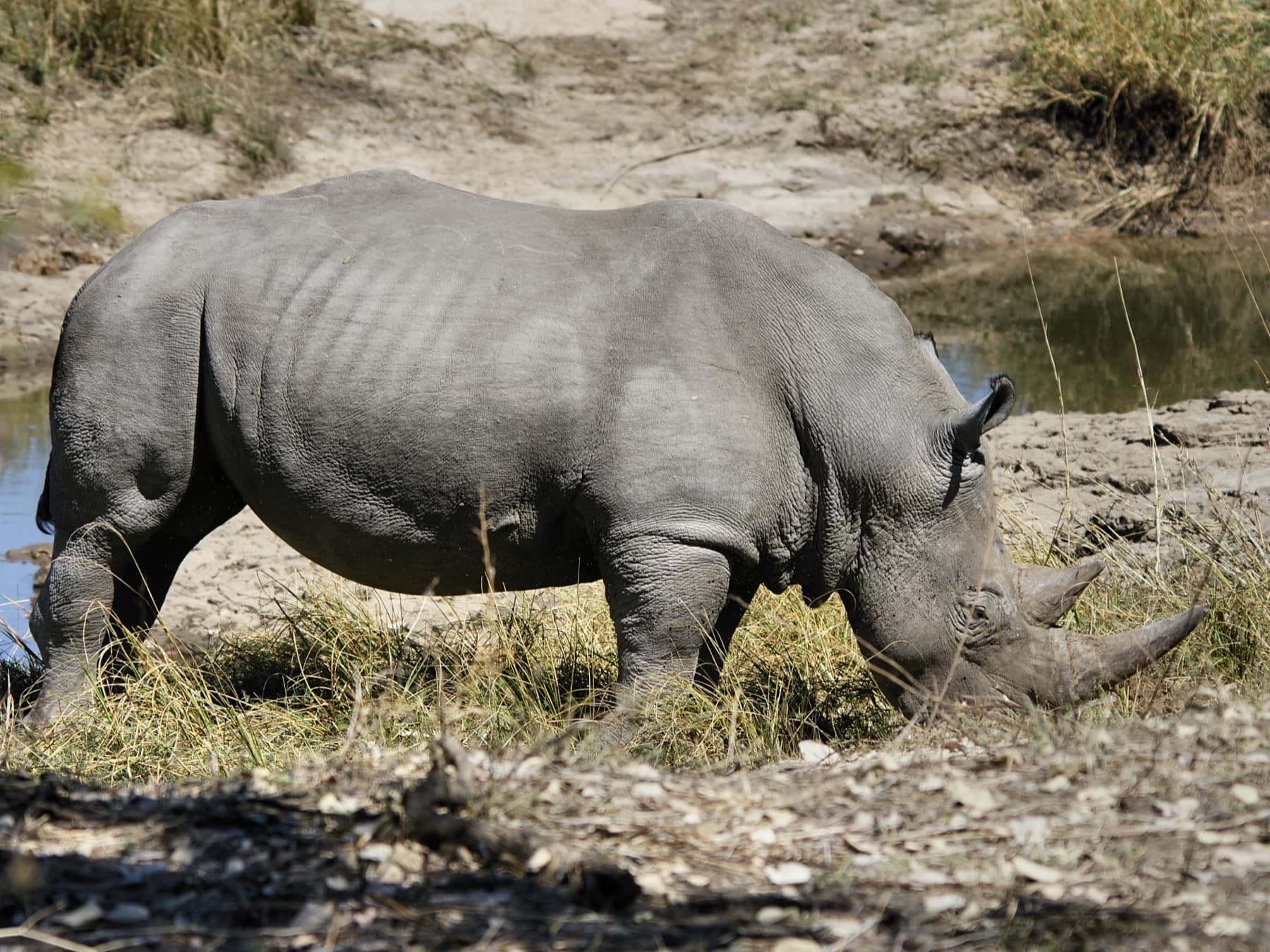 White Rhinoceros