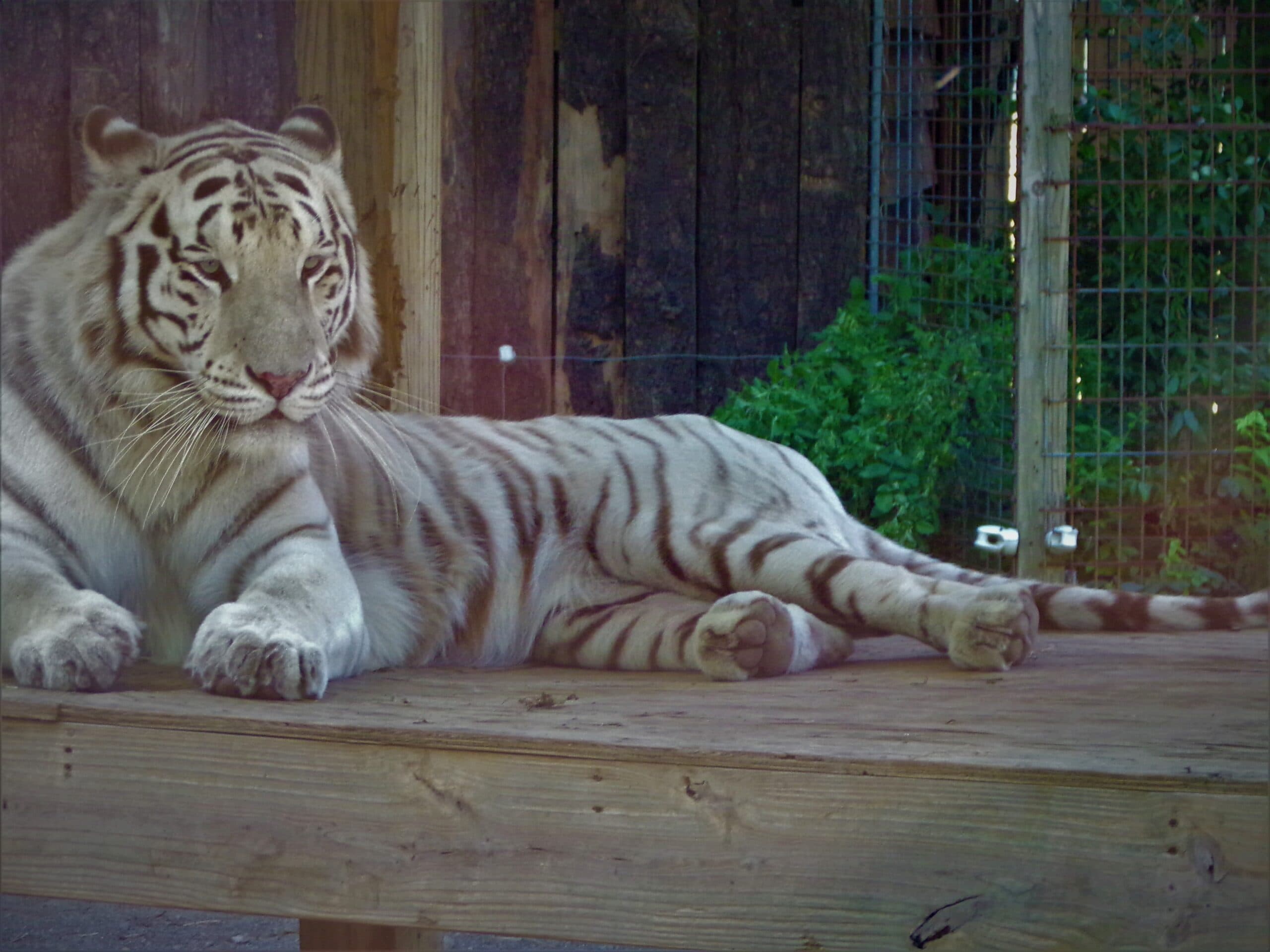 White Tiger
