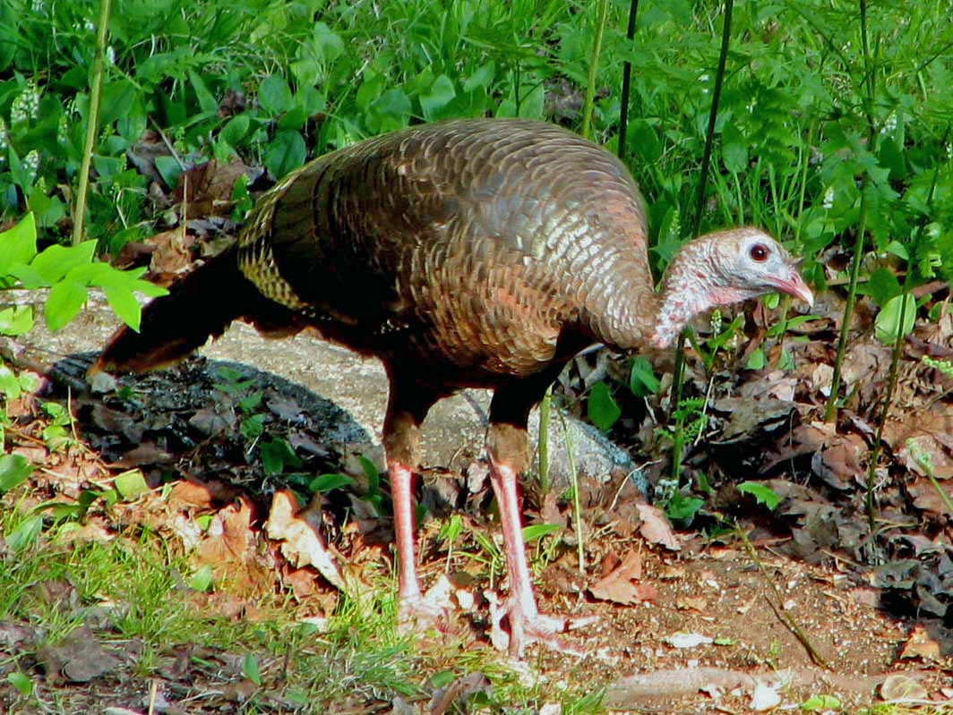 Wild Turkey