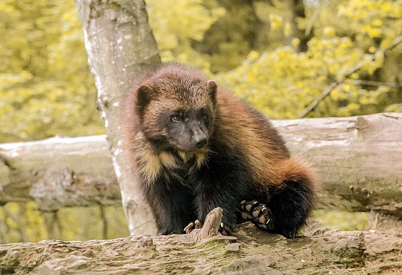 Wolverine