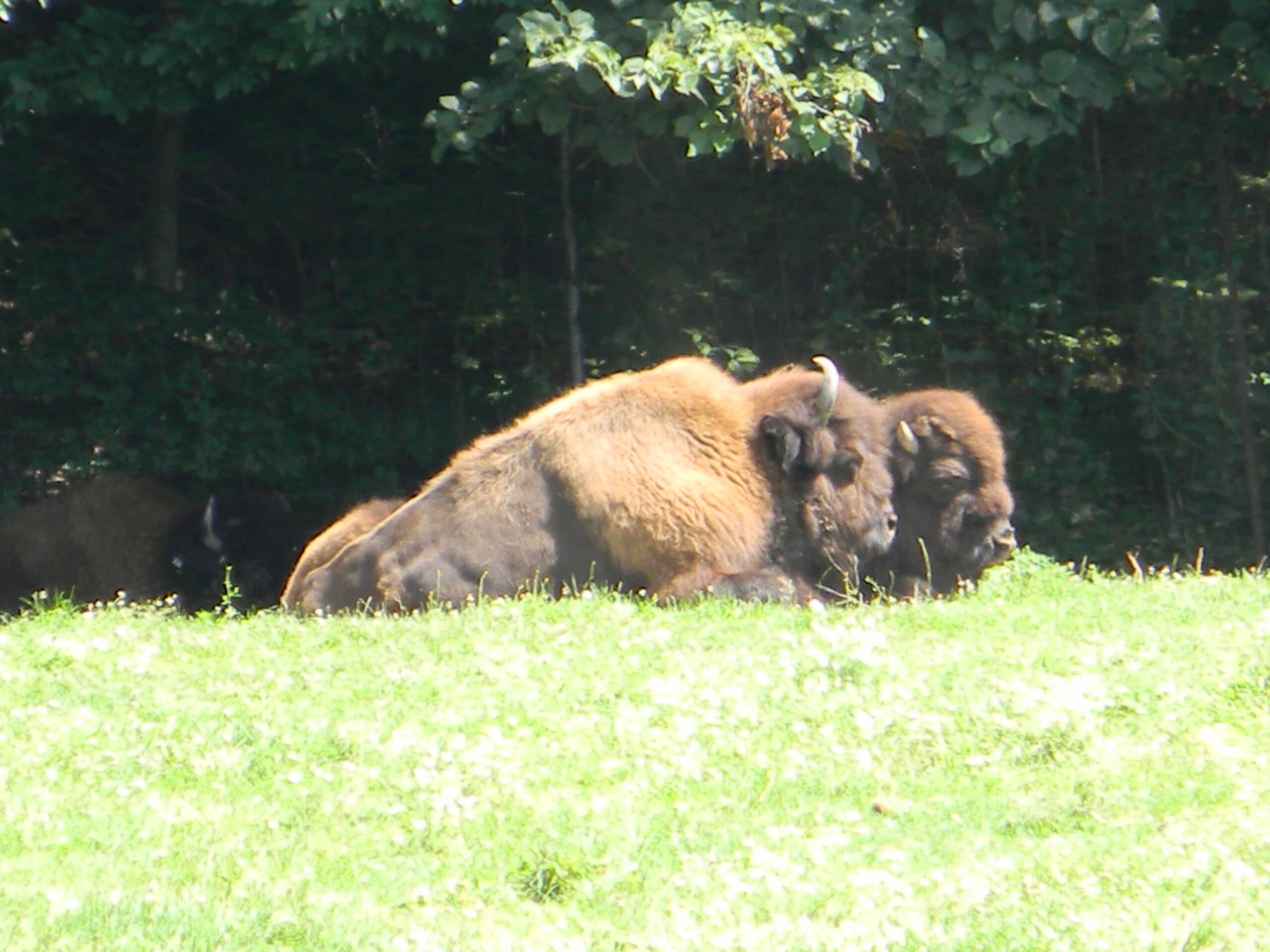 Wood Bison
