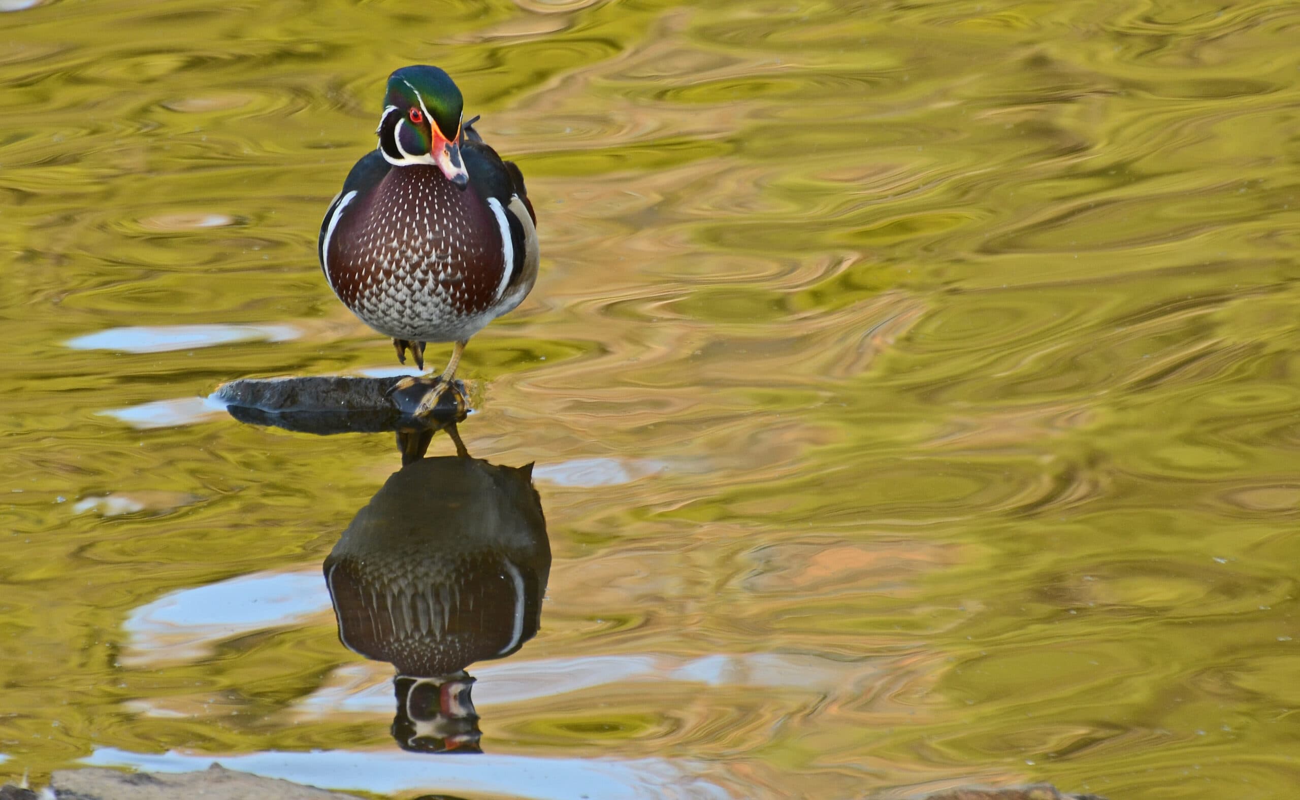 Wood Duck