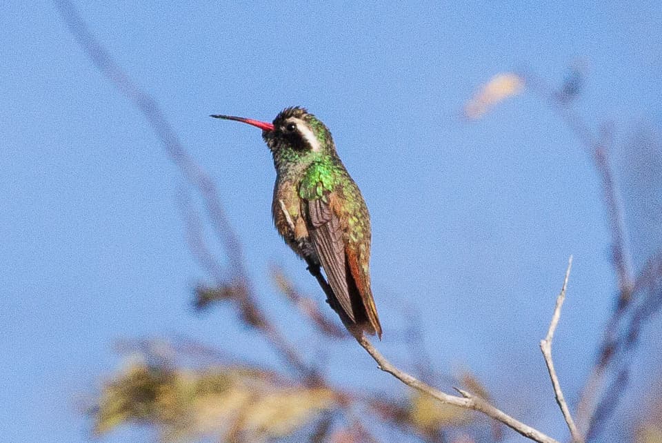 Xantus's Hummingbird