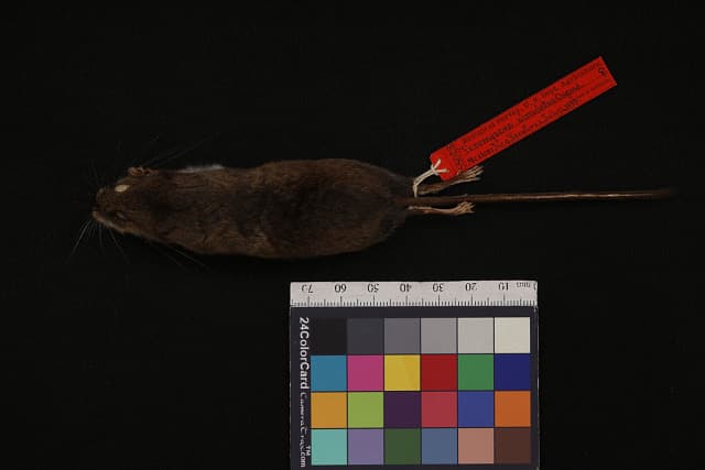 Xico Deermouse
