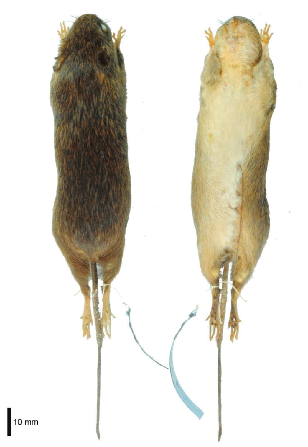 Xingu Bristly Mouse