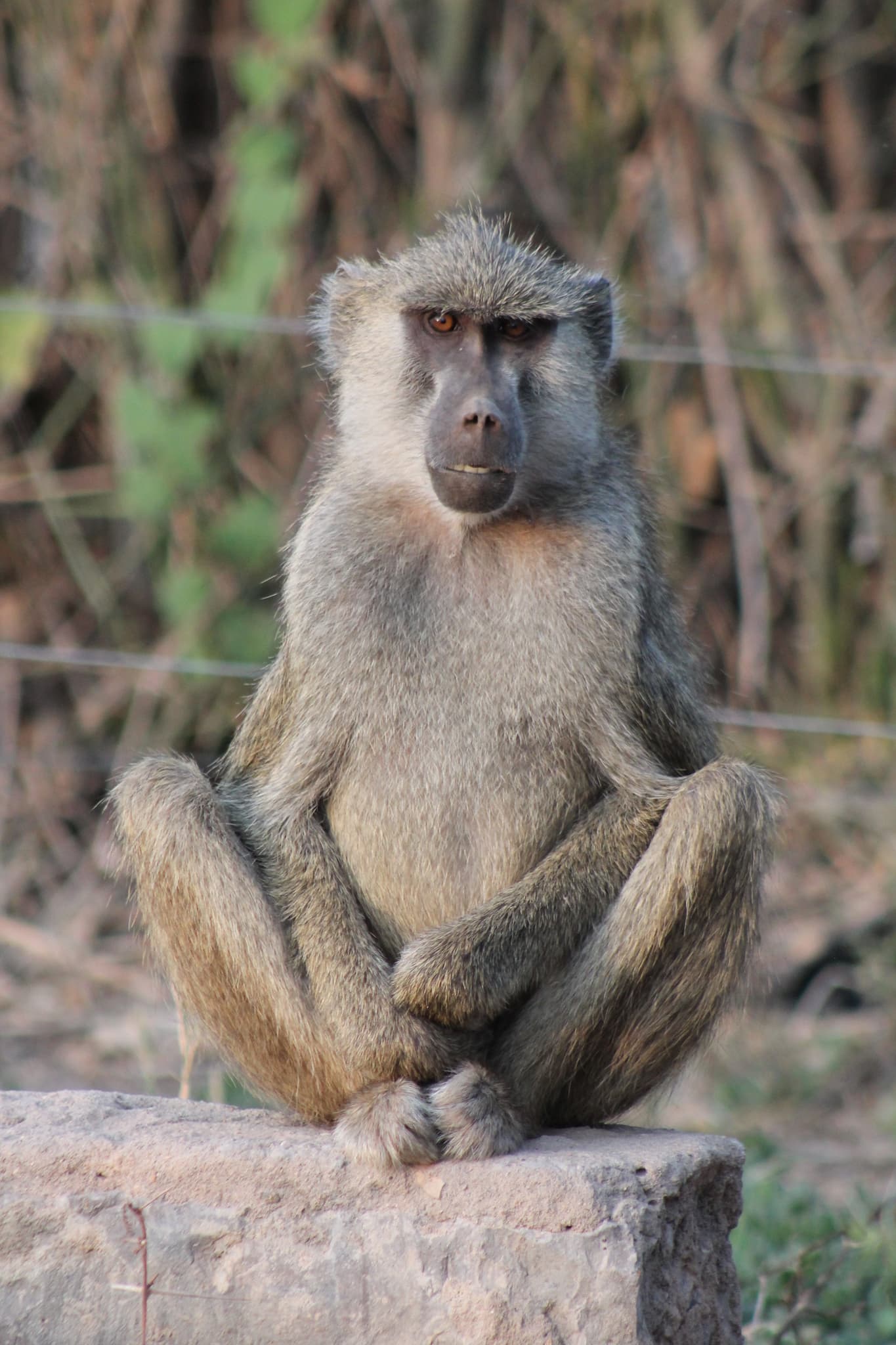 Yellow Baboon