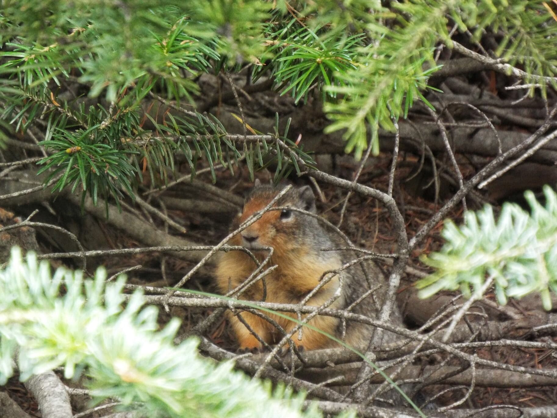 Yellow-bellied Marmot