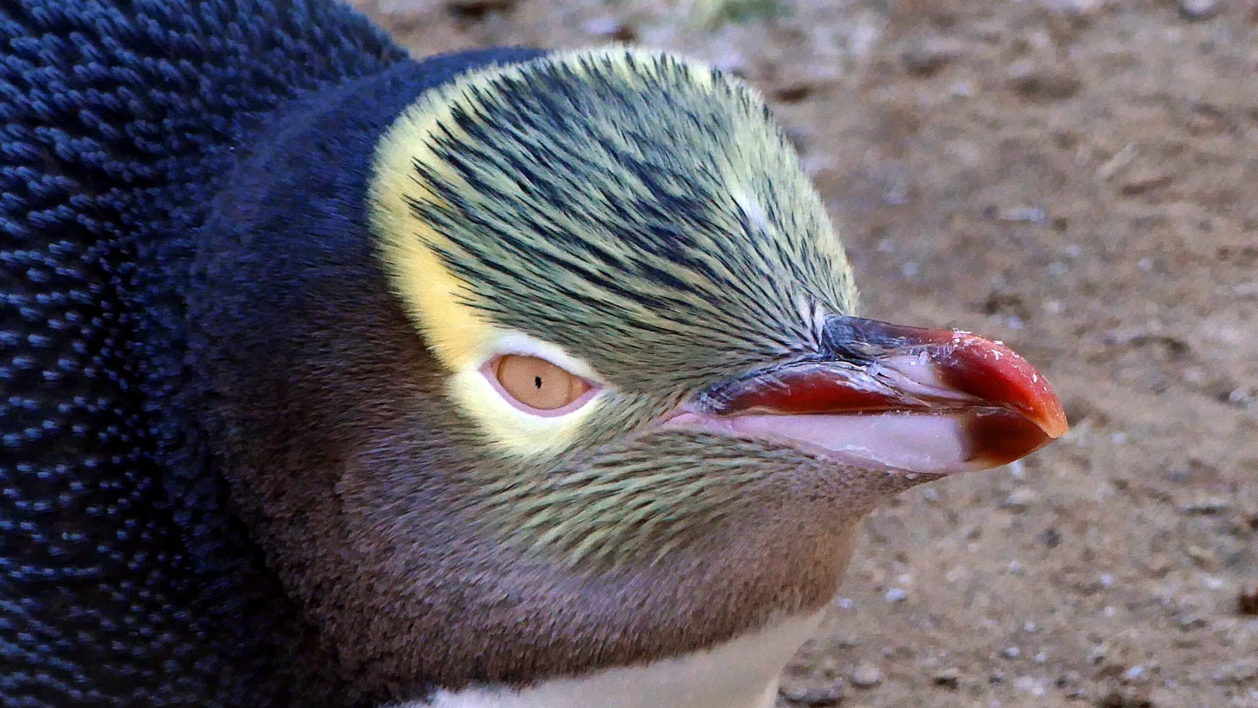 Yellow-eyed Penguin