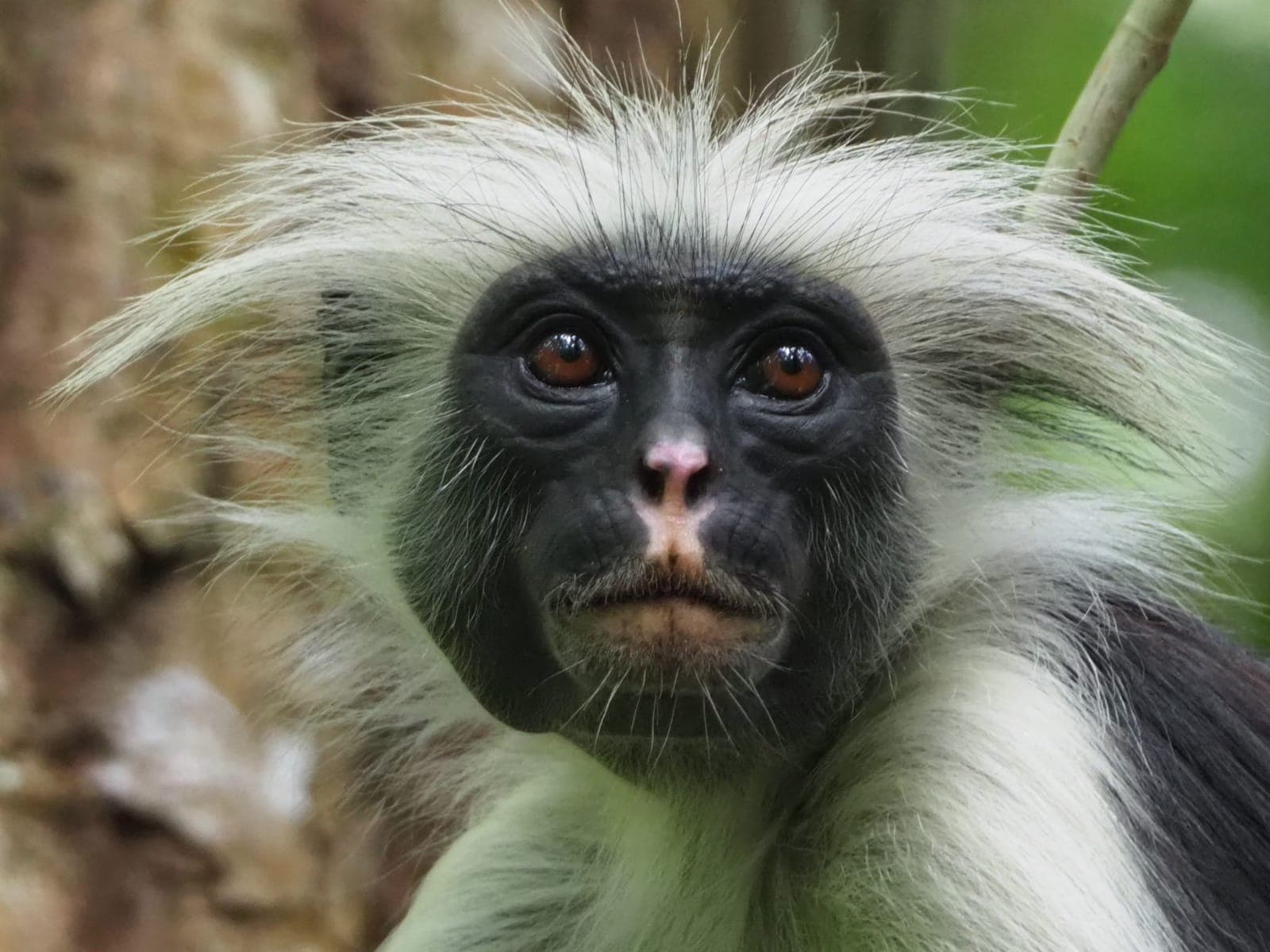 Zanzibar Red Colobus