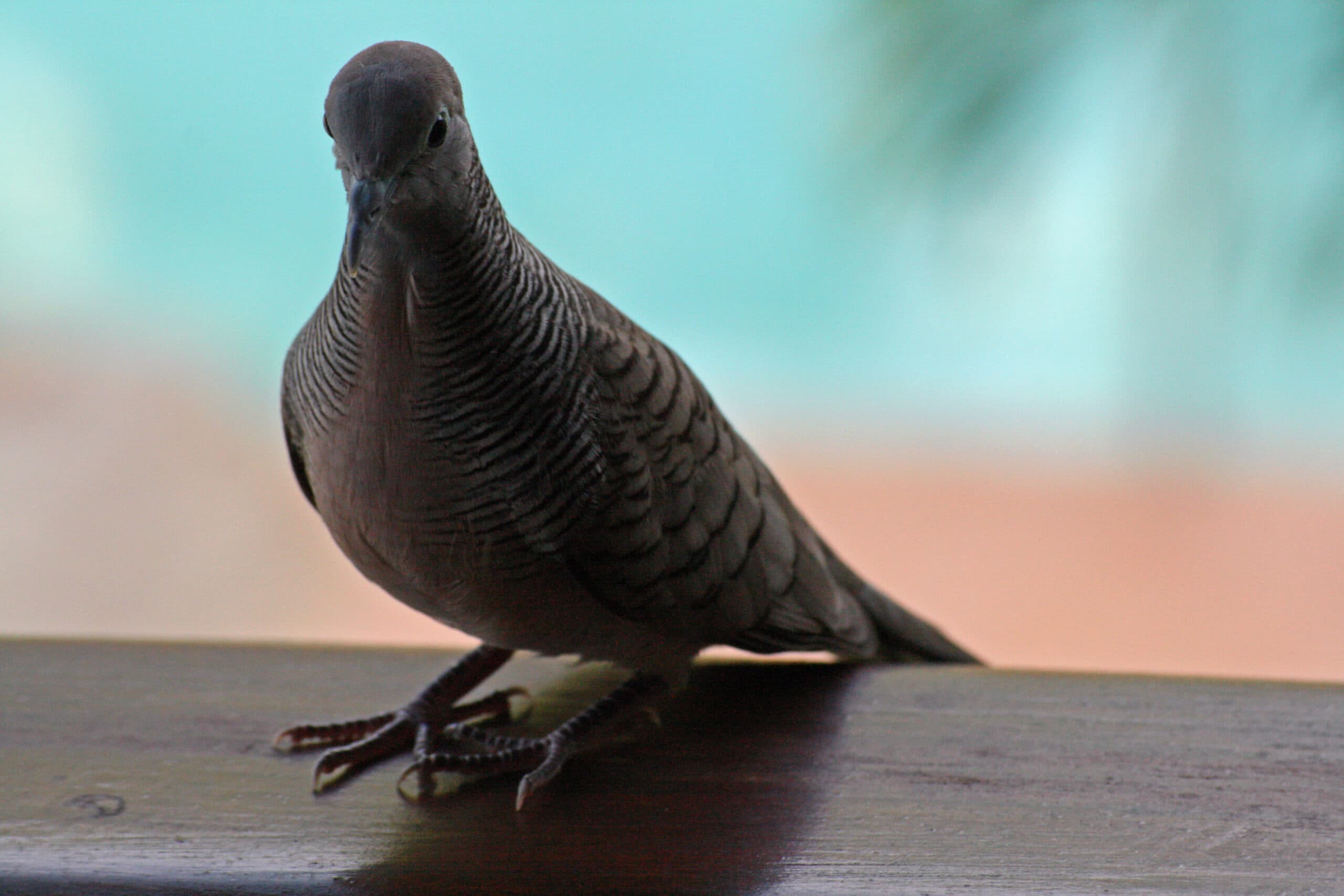Zebra Dove