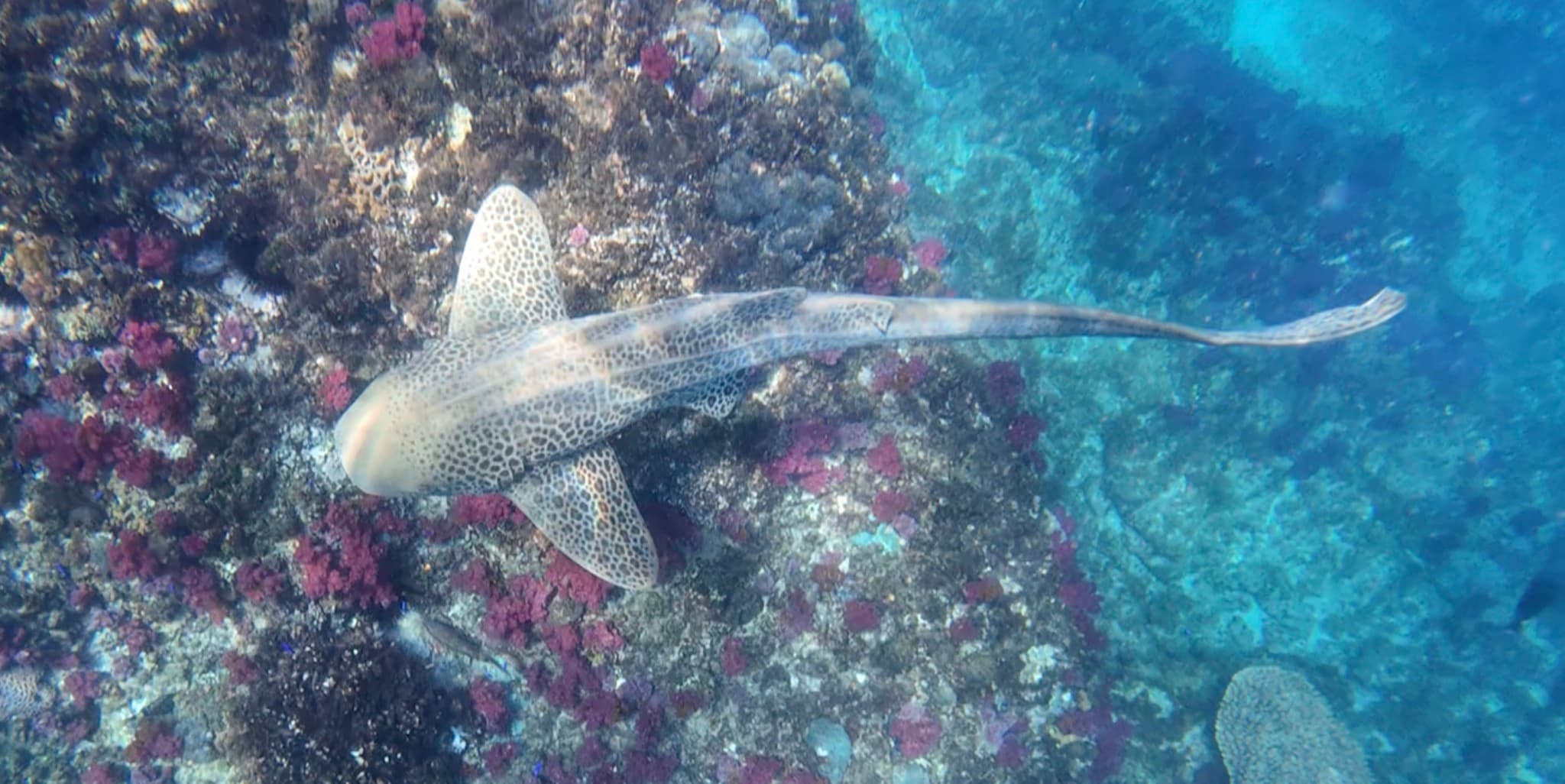 Zebra Shark