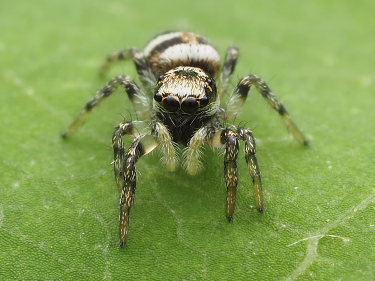 Zebra Spider