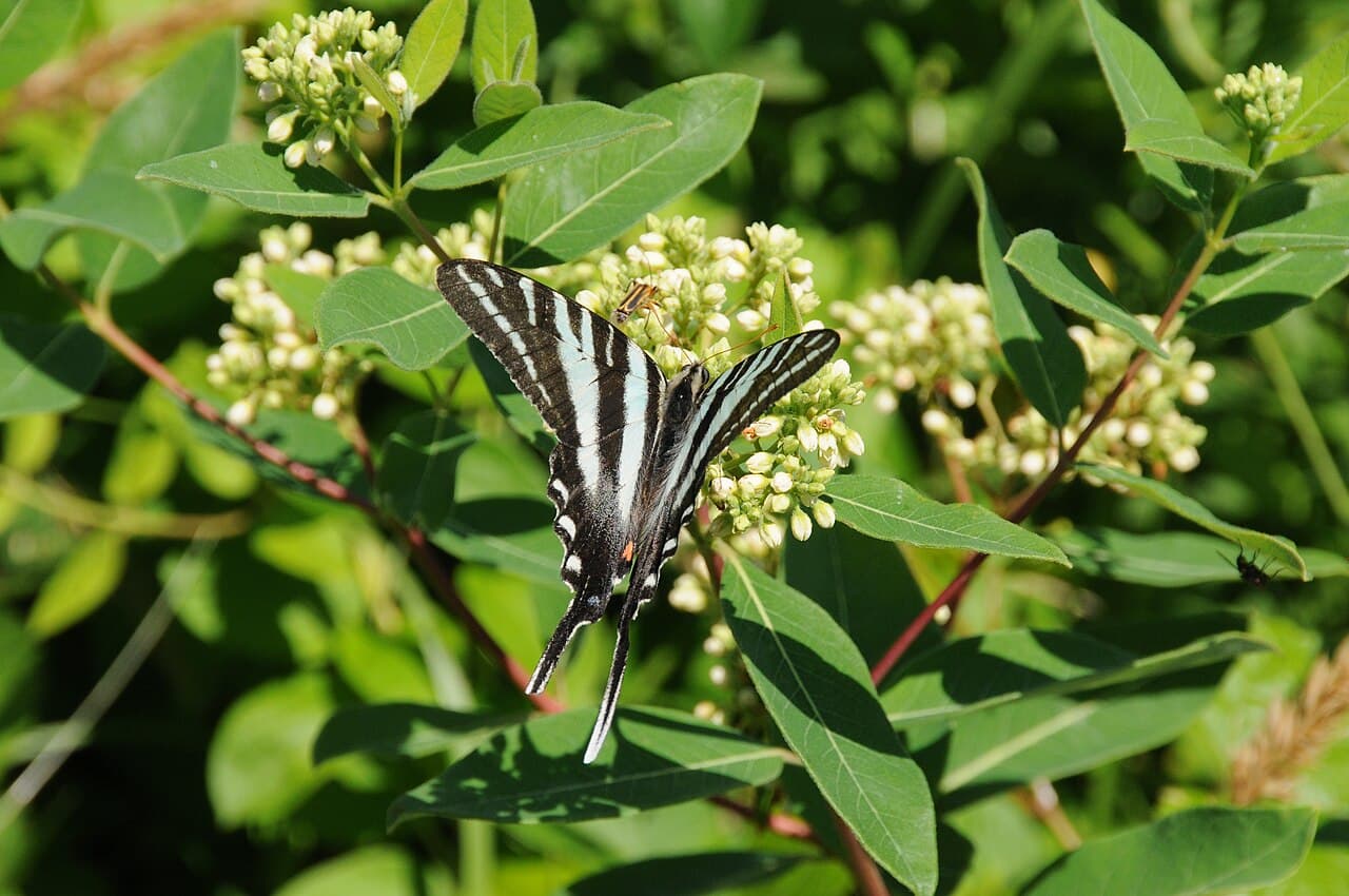 Zebra Swallowtail Butterfly