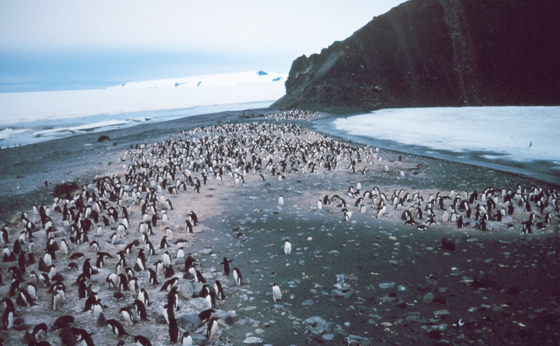 Adelie Penguin