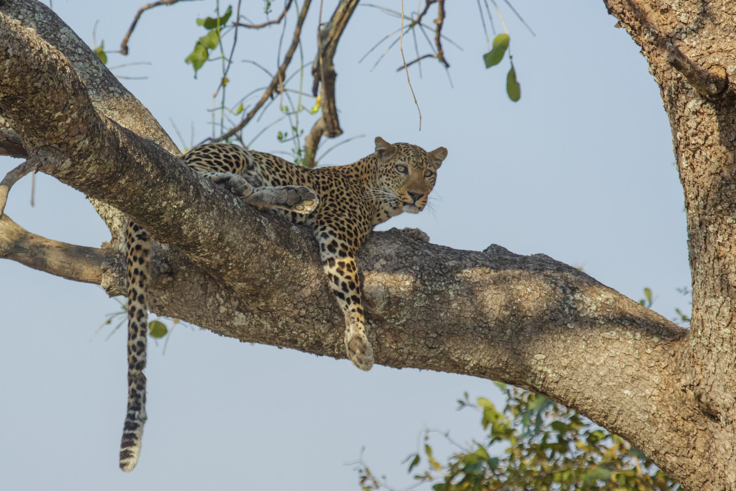 African leopard Panthera pardus pardus in South Luangwa National Park, Zambia