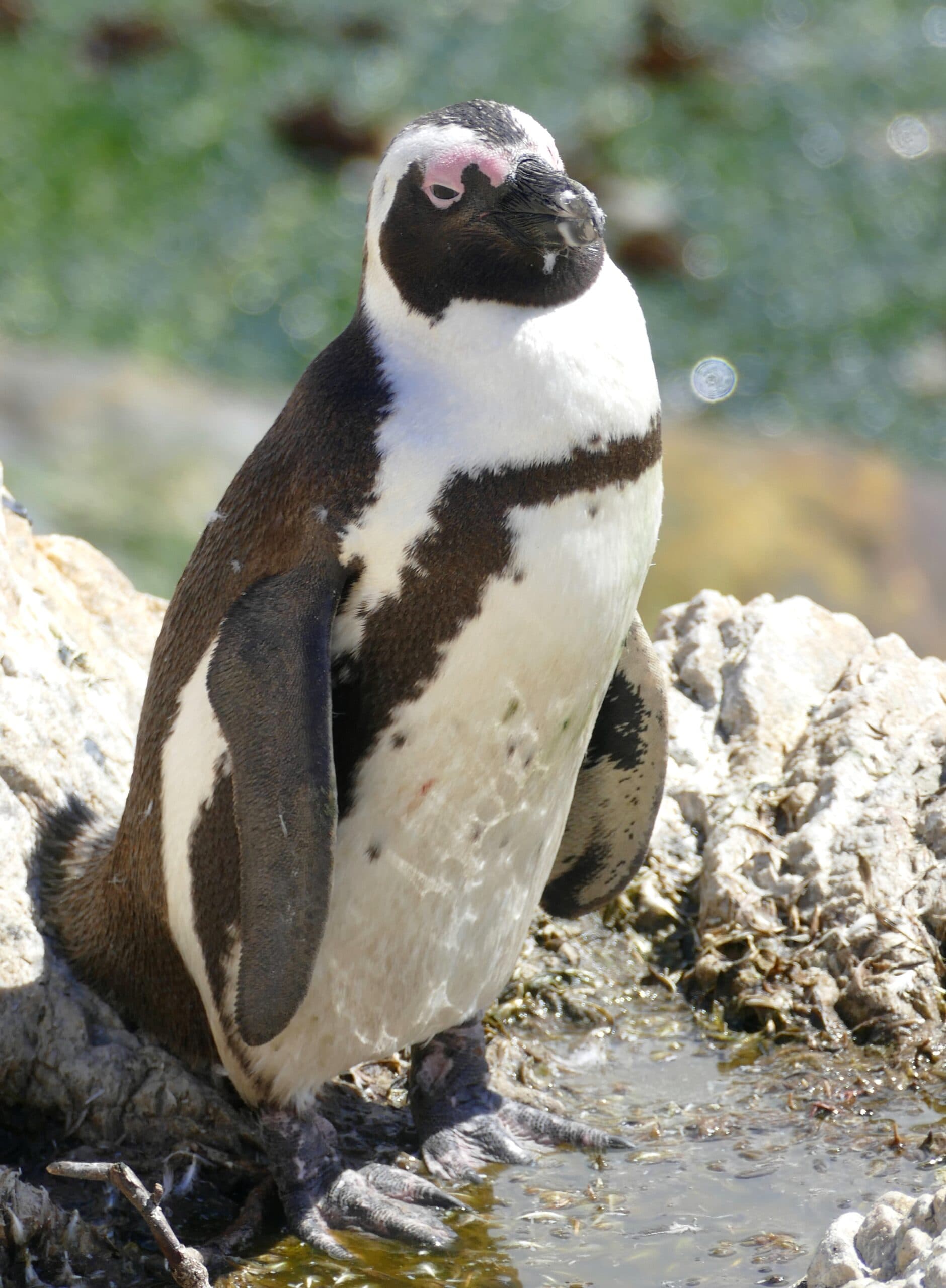 African Penguin
