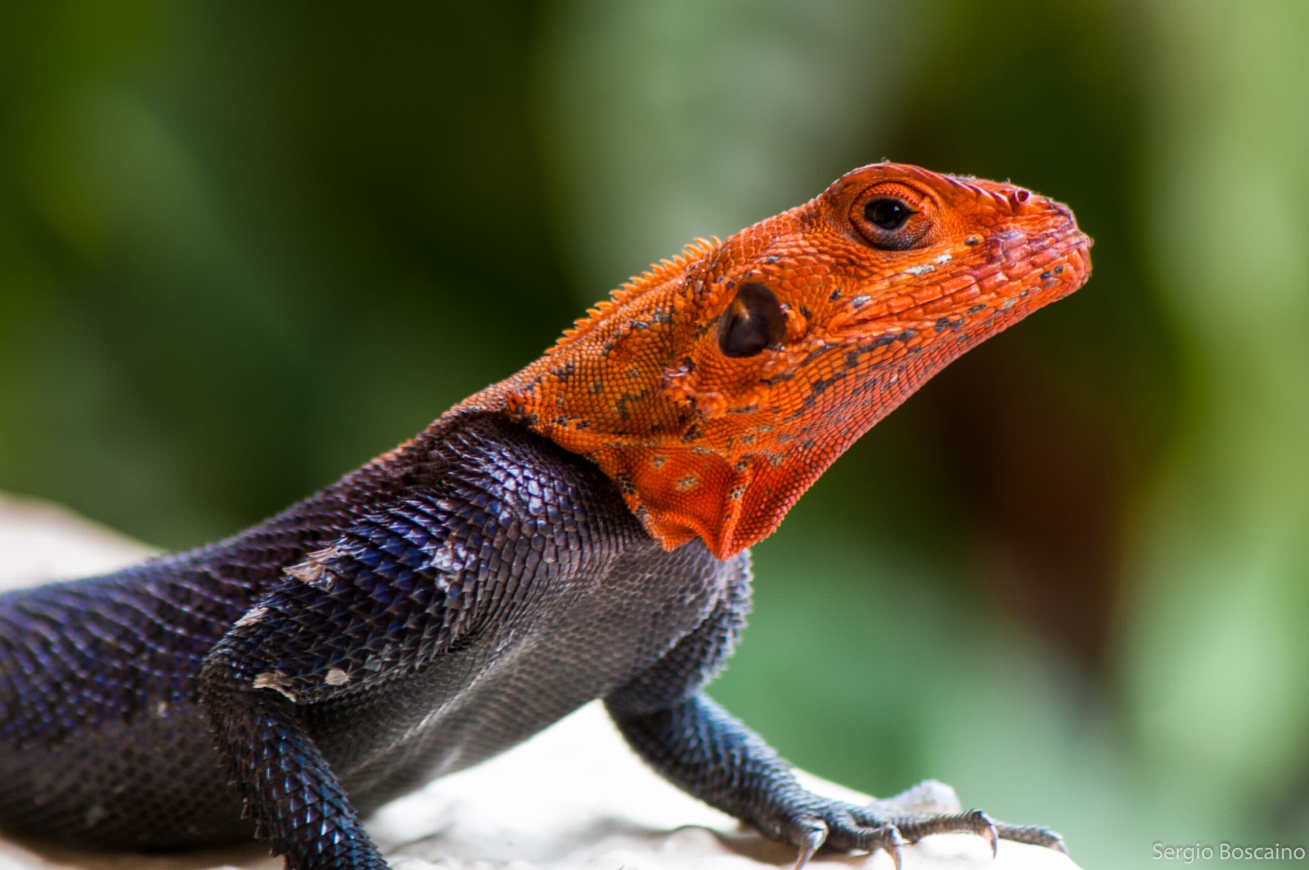 Close portrait of an adult male common agama in Nigeria