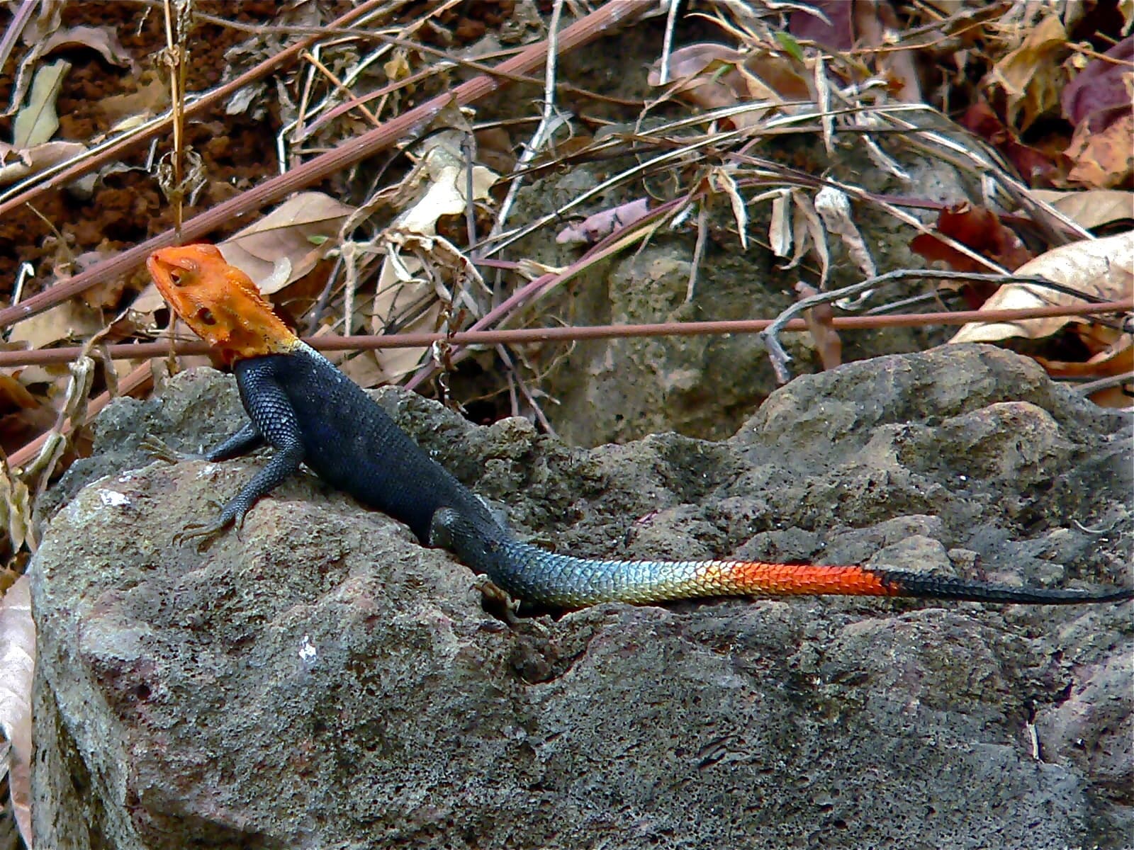Agama Lizard