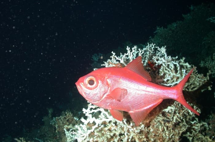 Alfonsino