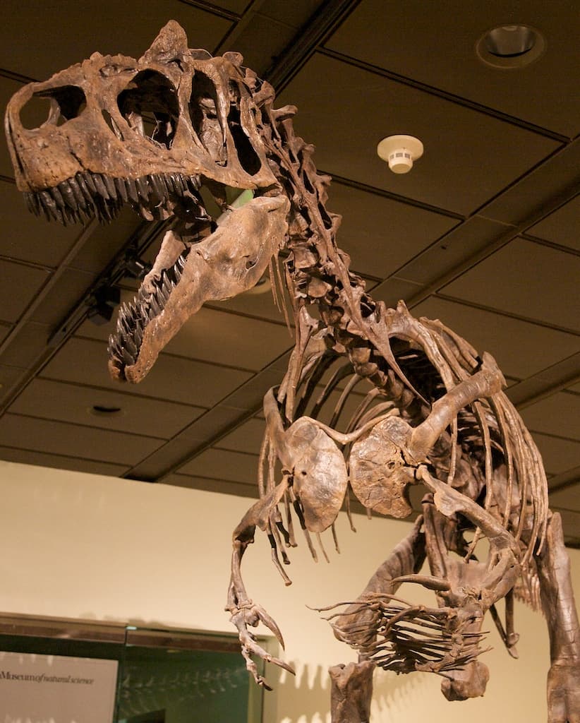 Big Al 2 Allosaurus fragilis skeletal mount viewed from the front and side