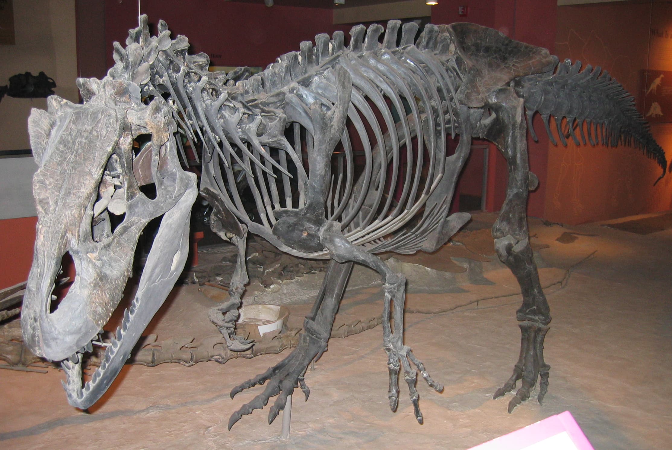 Allosaurus