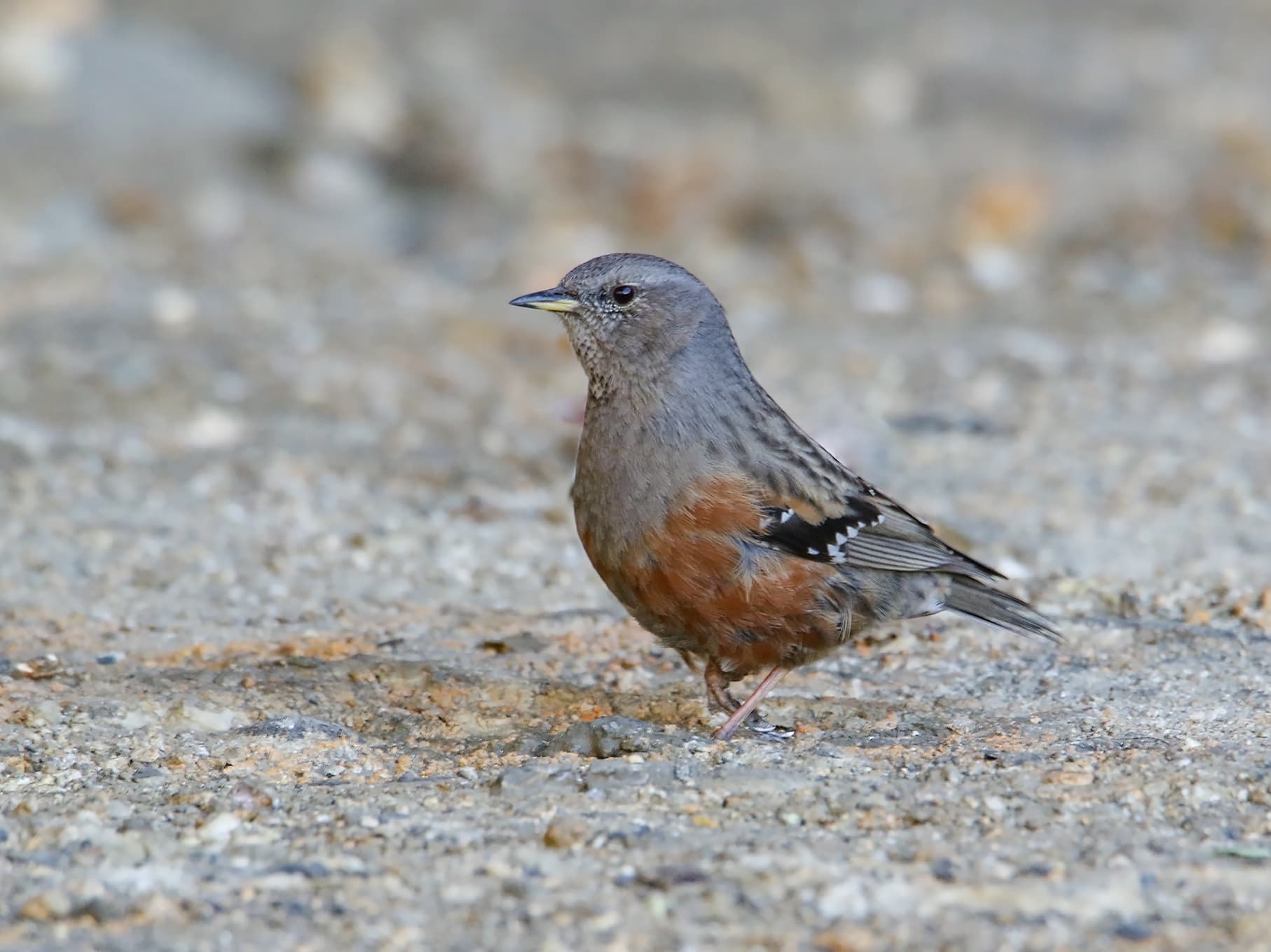 Alpine Birds